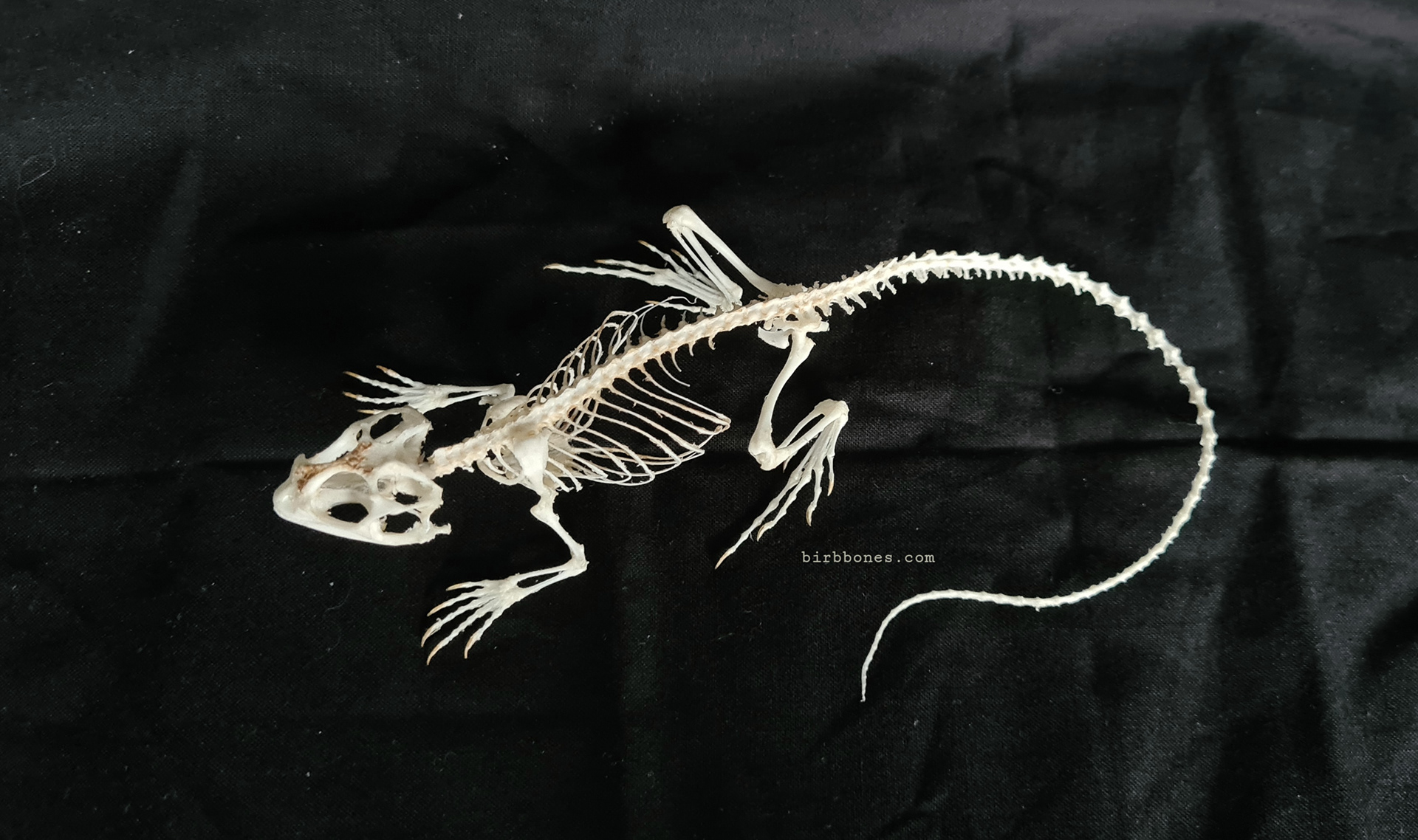 Eastern Collared Lizard Oxidated Skeleton