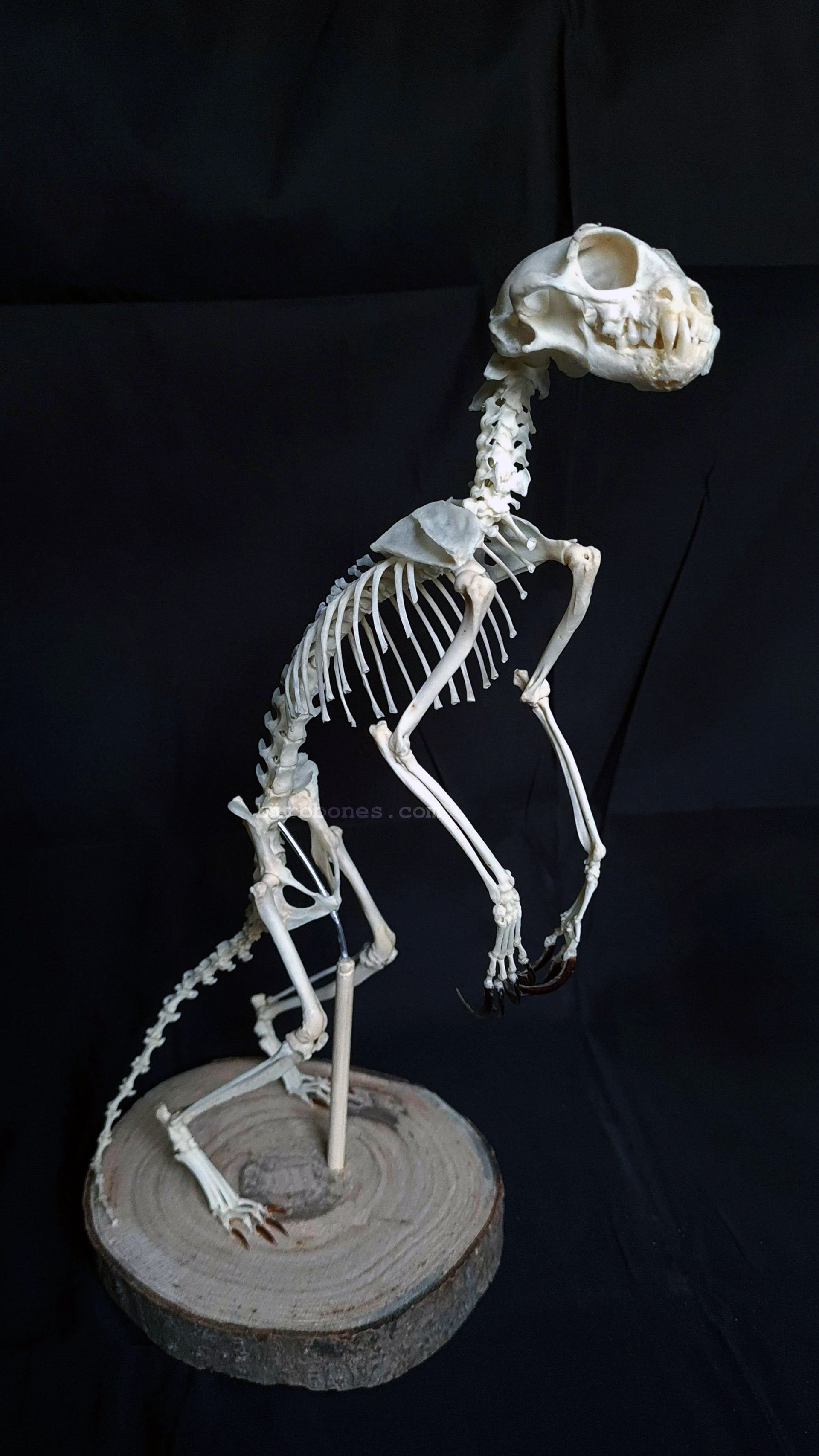 Geriatric female Meerkat