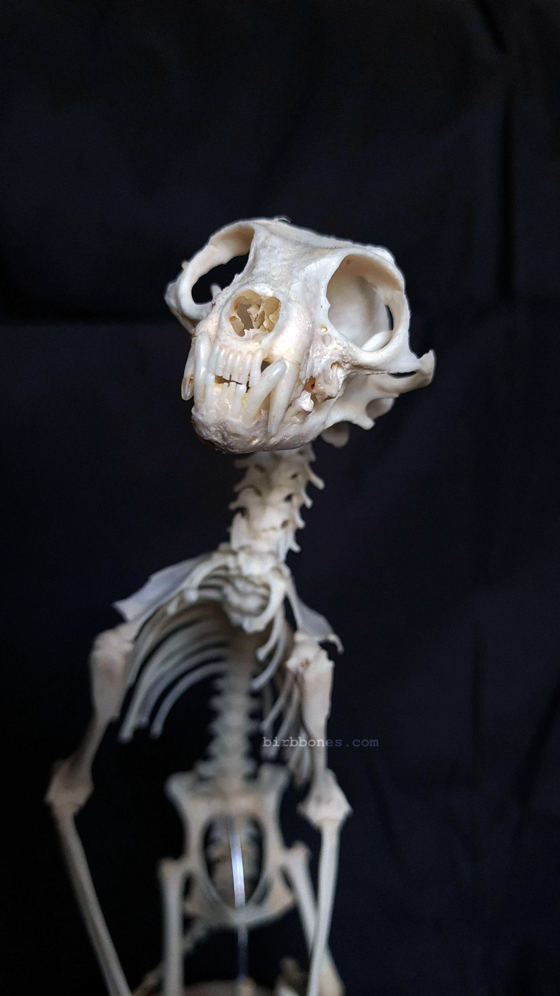 Closeup of the skull