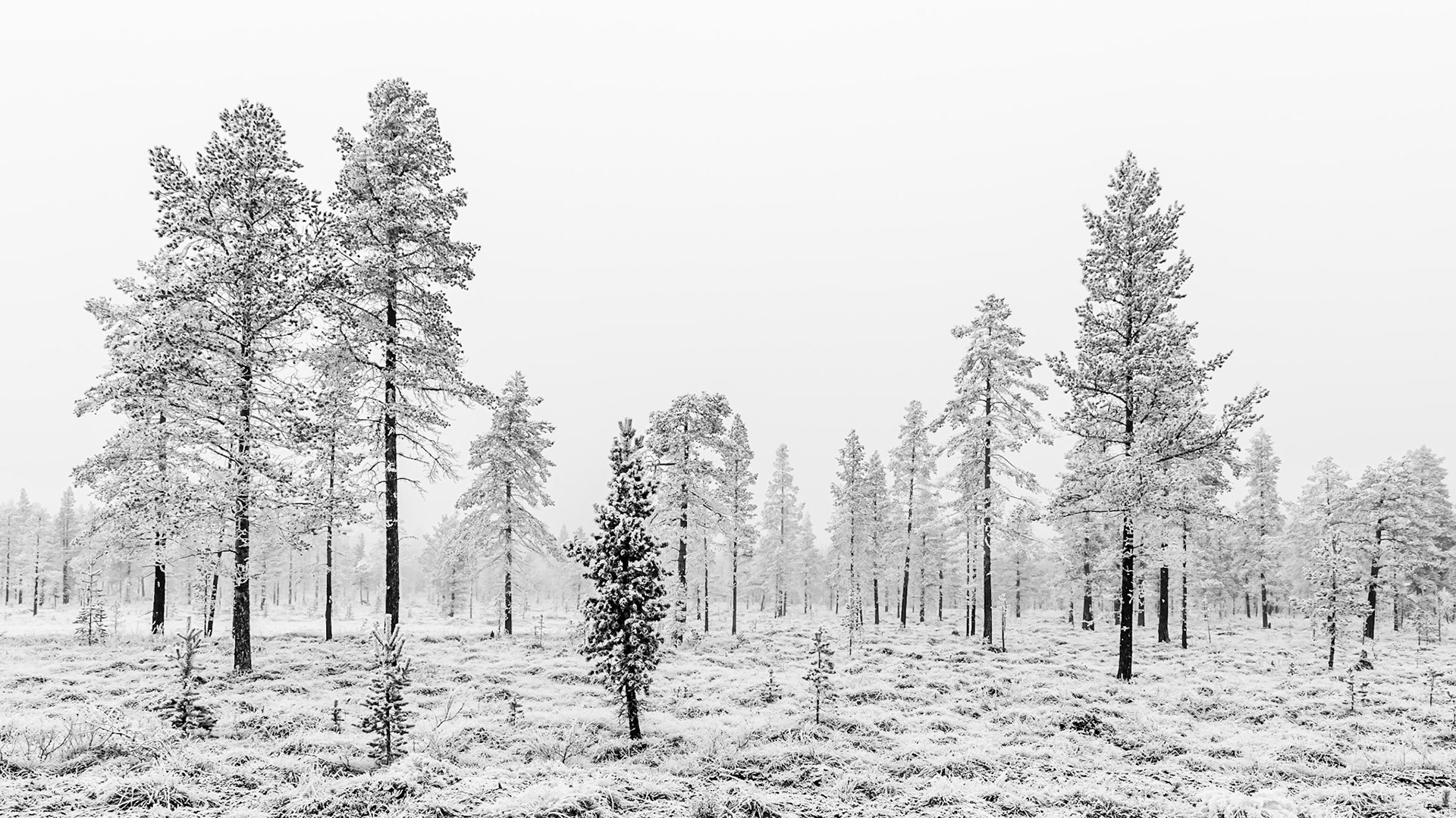 Rendalen