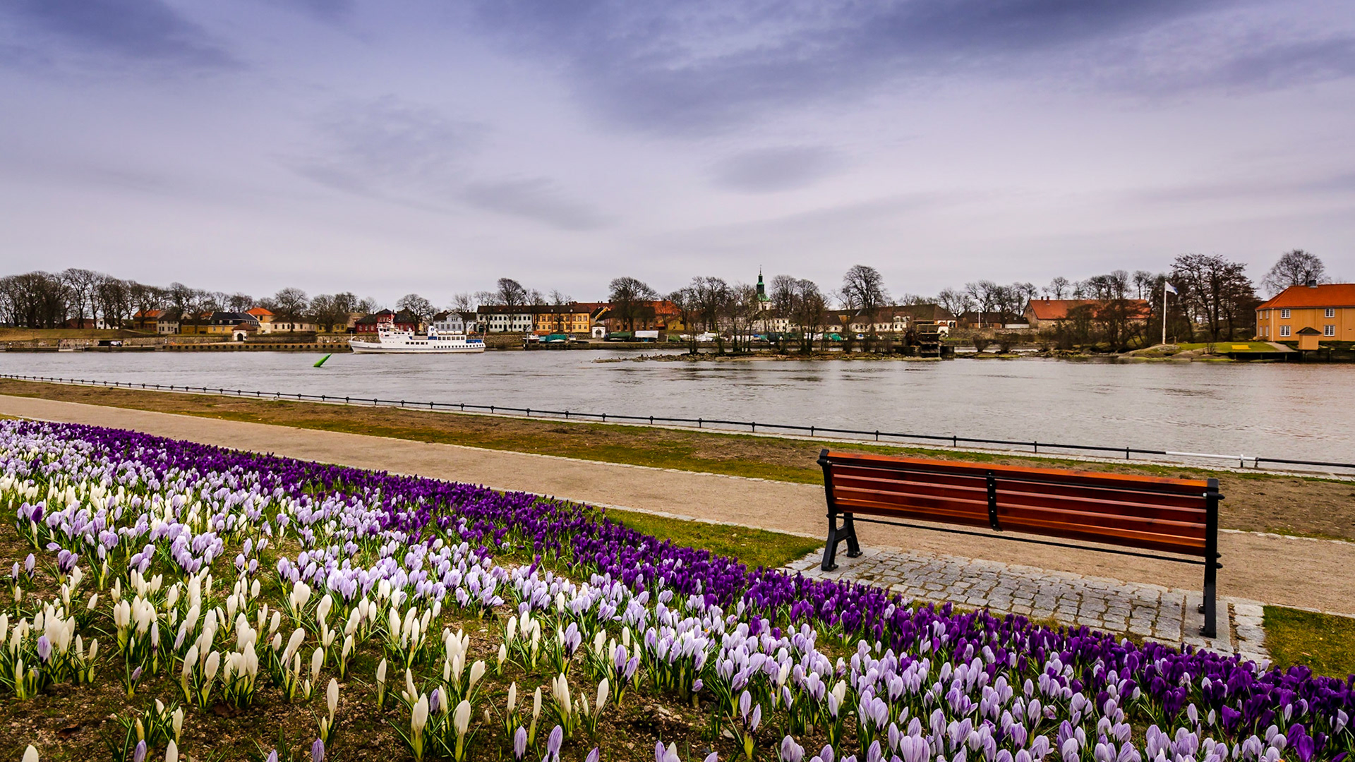 Some of over 70.000 crocus flowers along the river at Cicignon