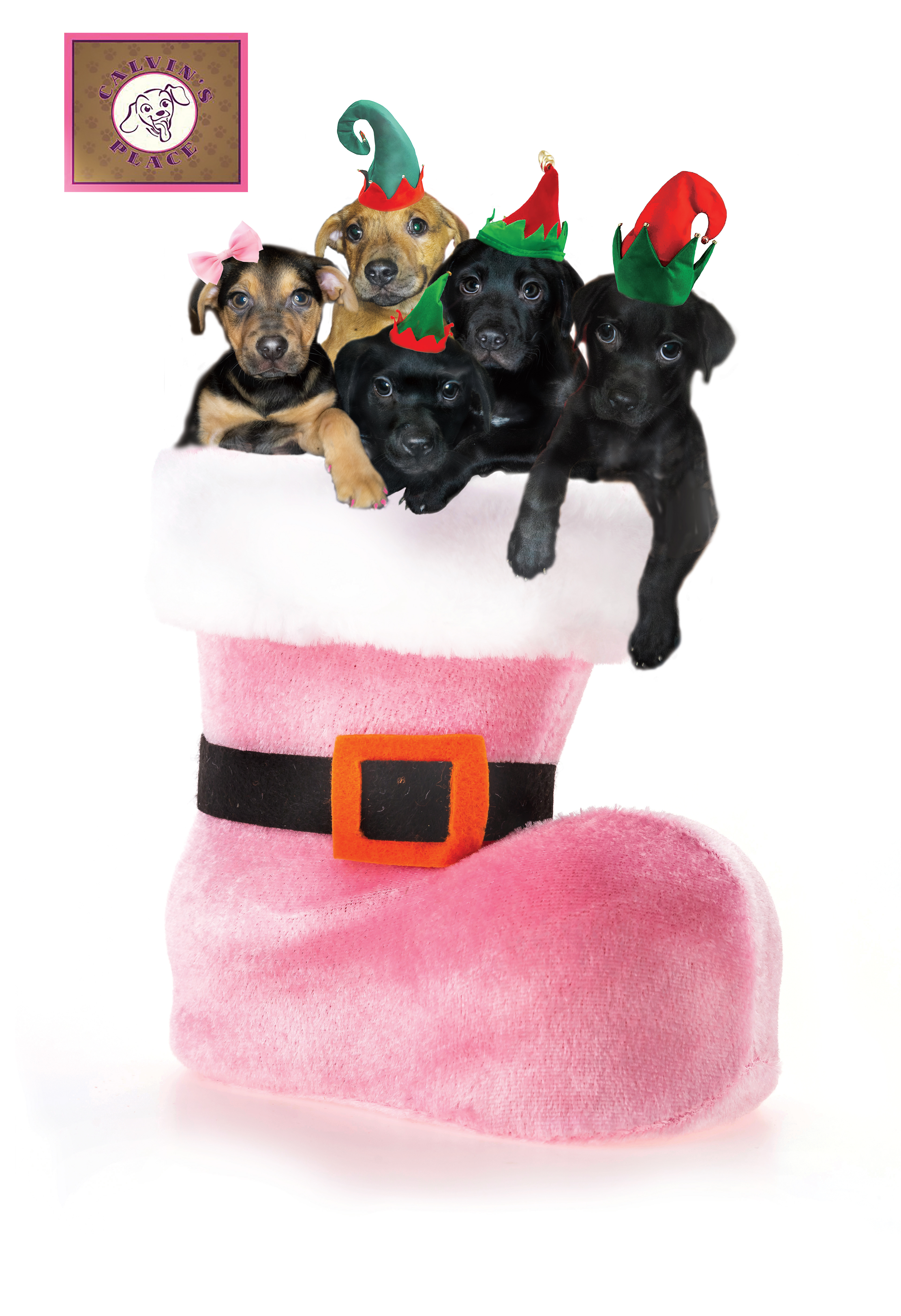 Christmas card for Calvin's Doggy Daycare