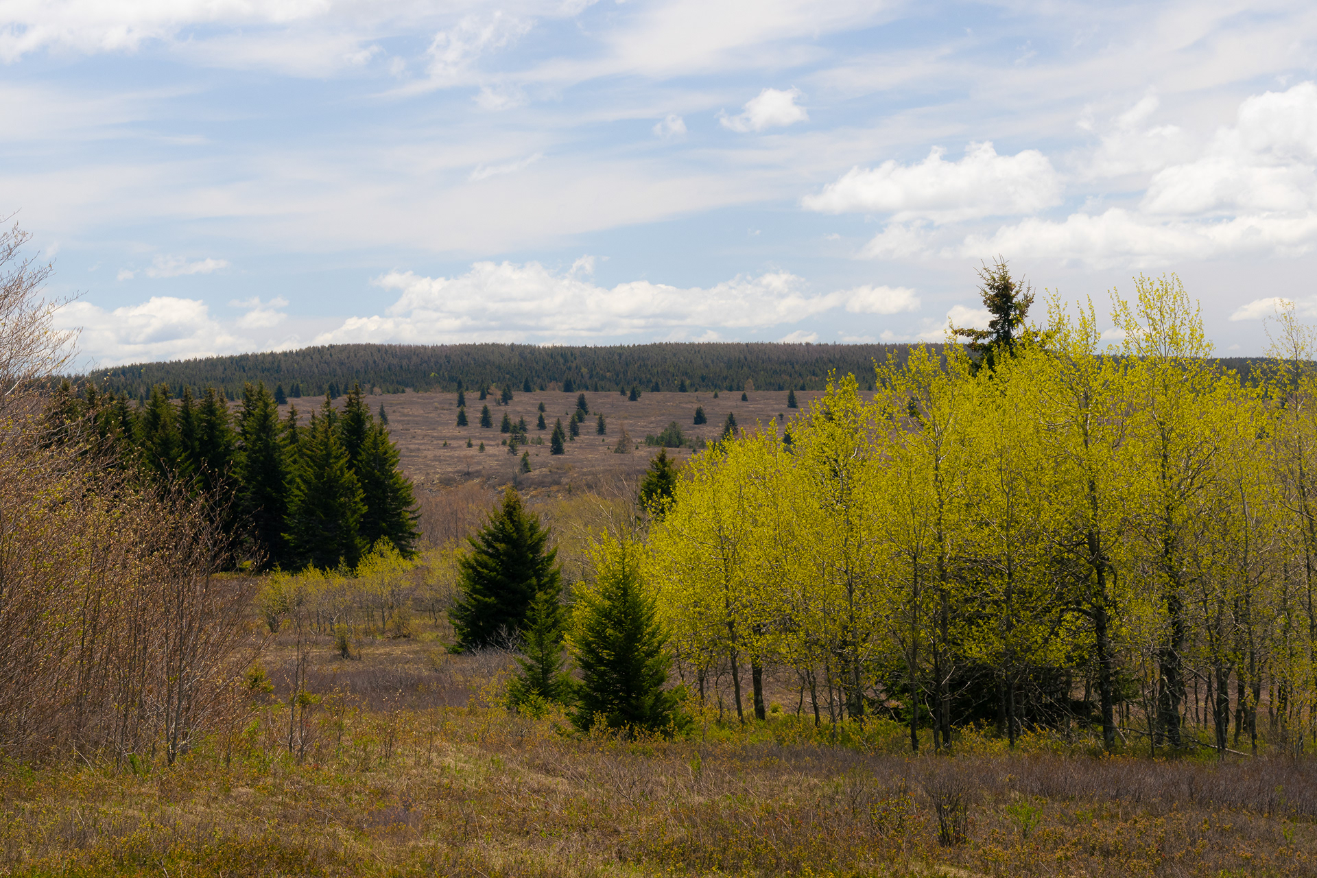 Dolly Sods Wilderness