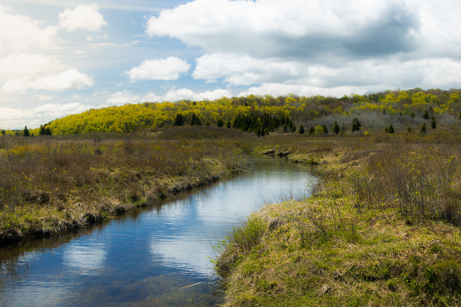 Red Creek, Dolly Sods Wilderness