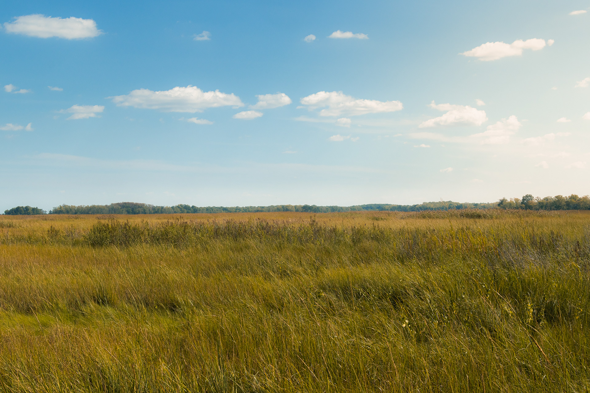 Salt Marsh, Kent County