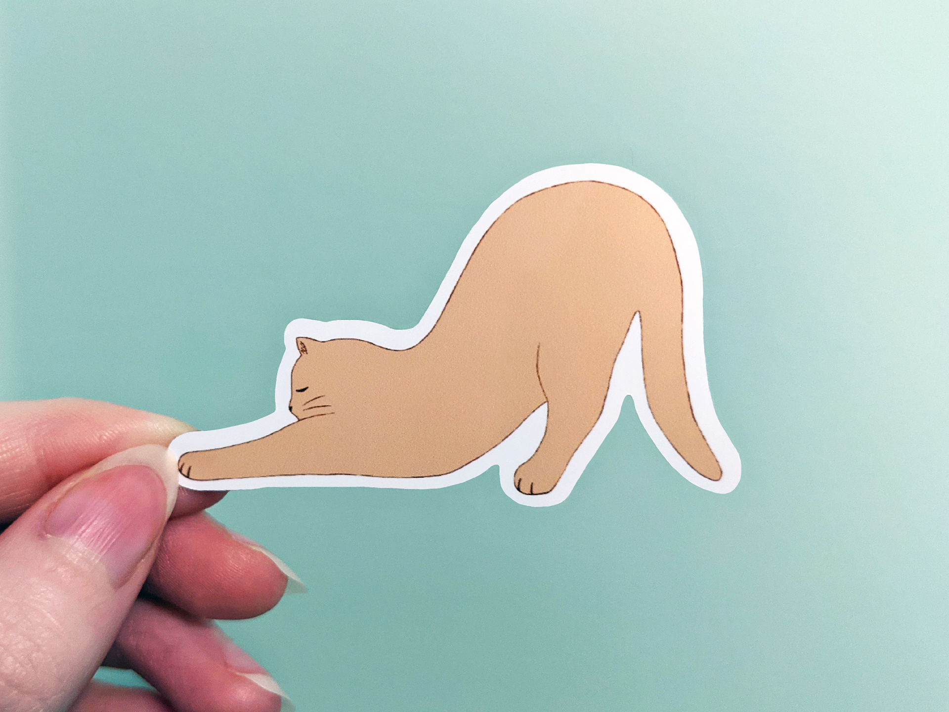 Orange Cat