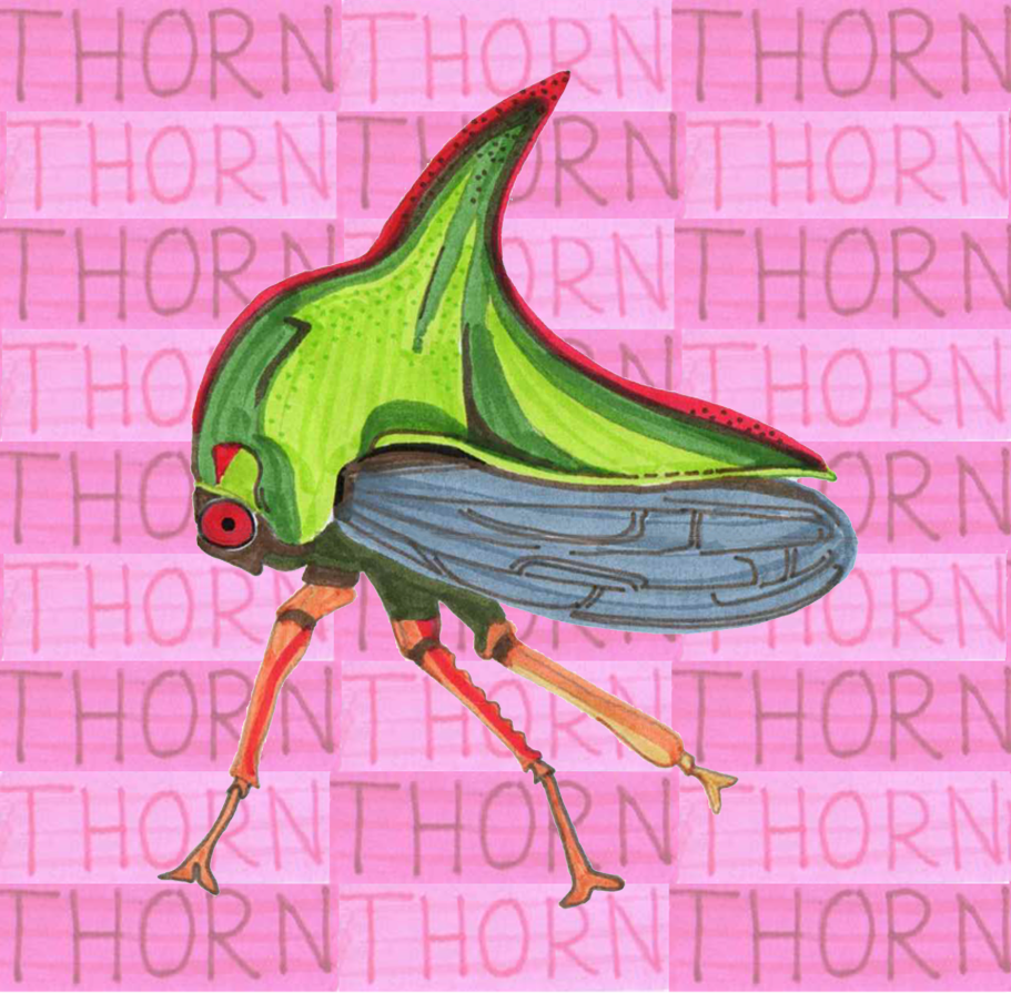 Thorn Treehopper