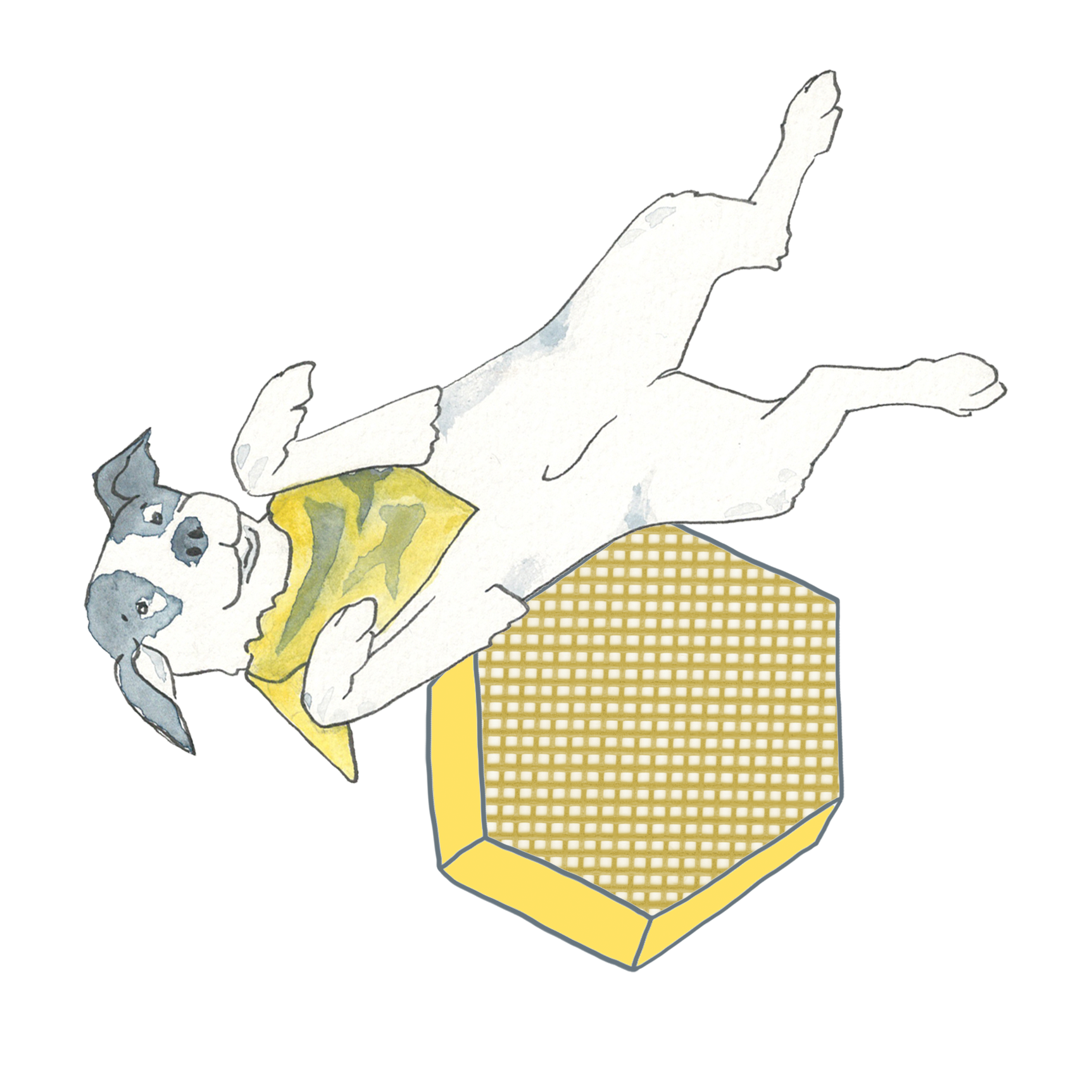 Milo rolls on a checked yellow hexagon.