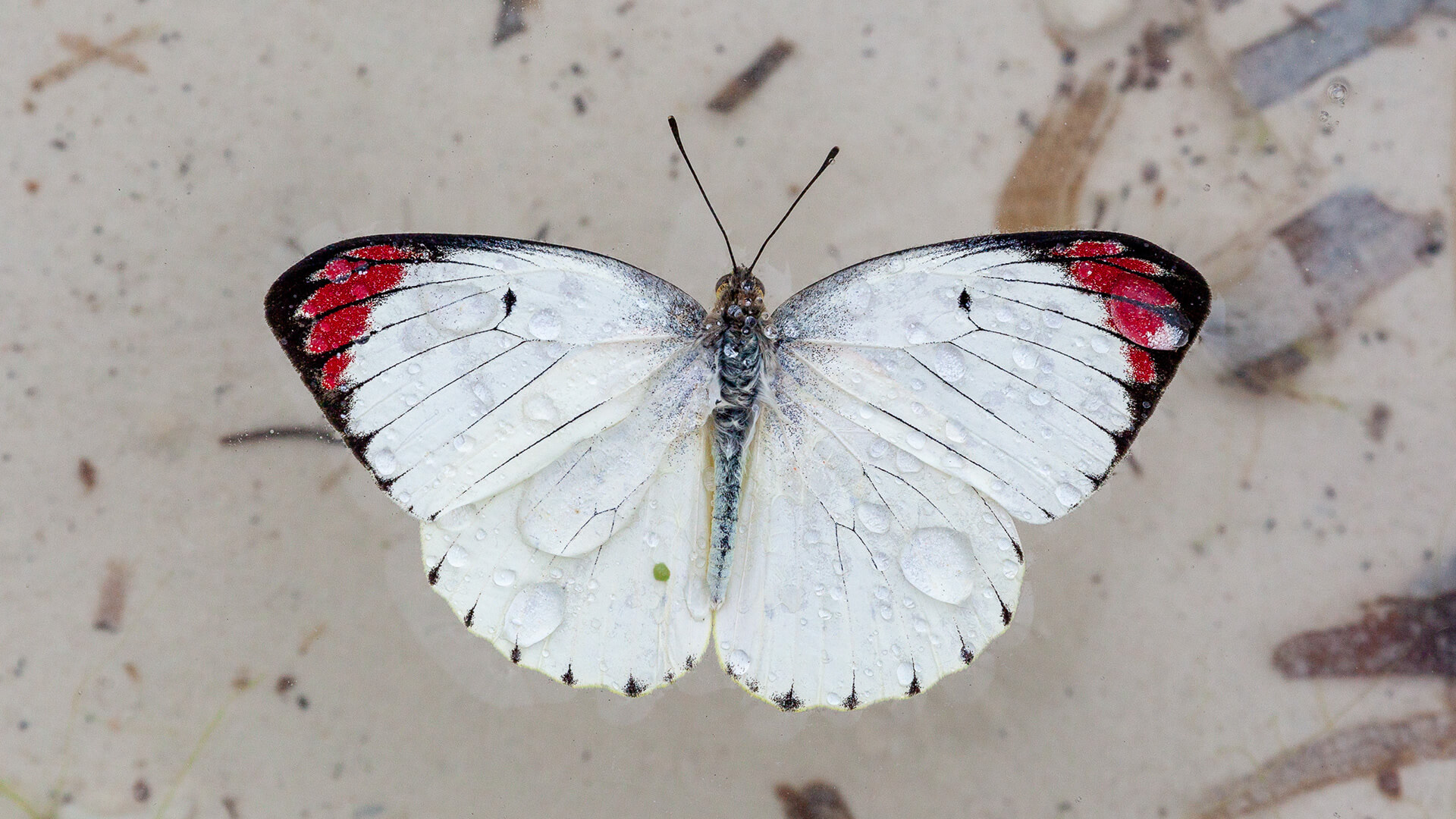Floating butterfly with raindrops on its wings in Zanzibar, Tanzania