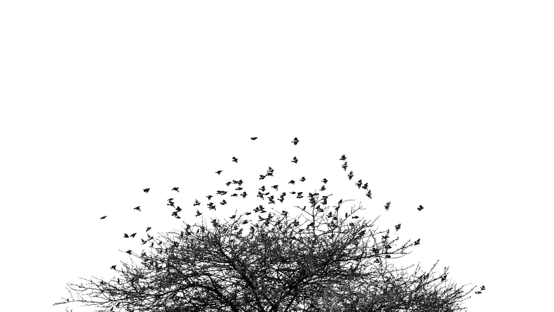Flock of birds over the tree