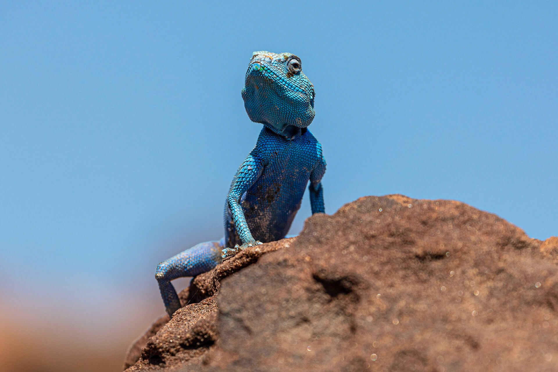 Azure lizard, Sinai agama, Wadi Abu Al-Asal, Jordan