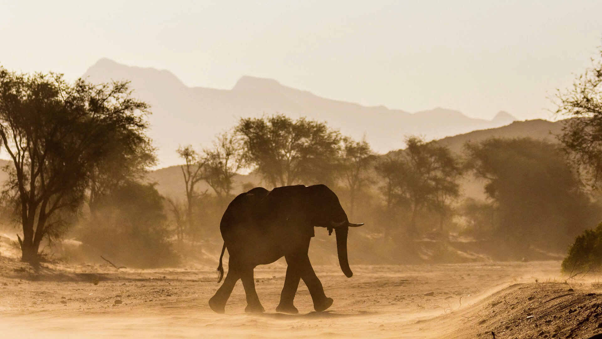 Desert elephant in the sunset, Huab River, Namibia