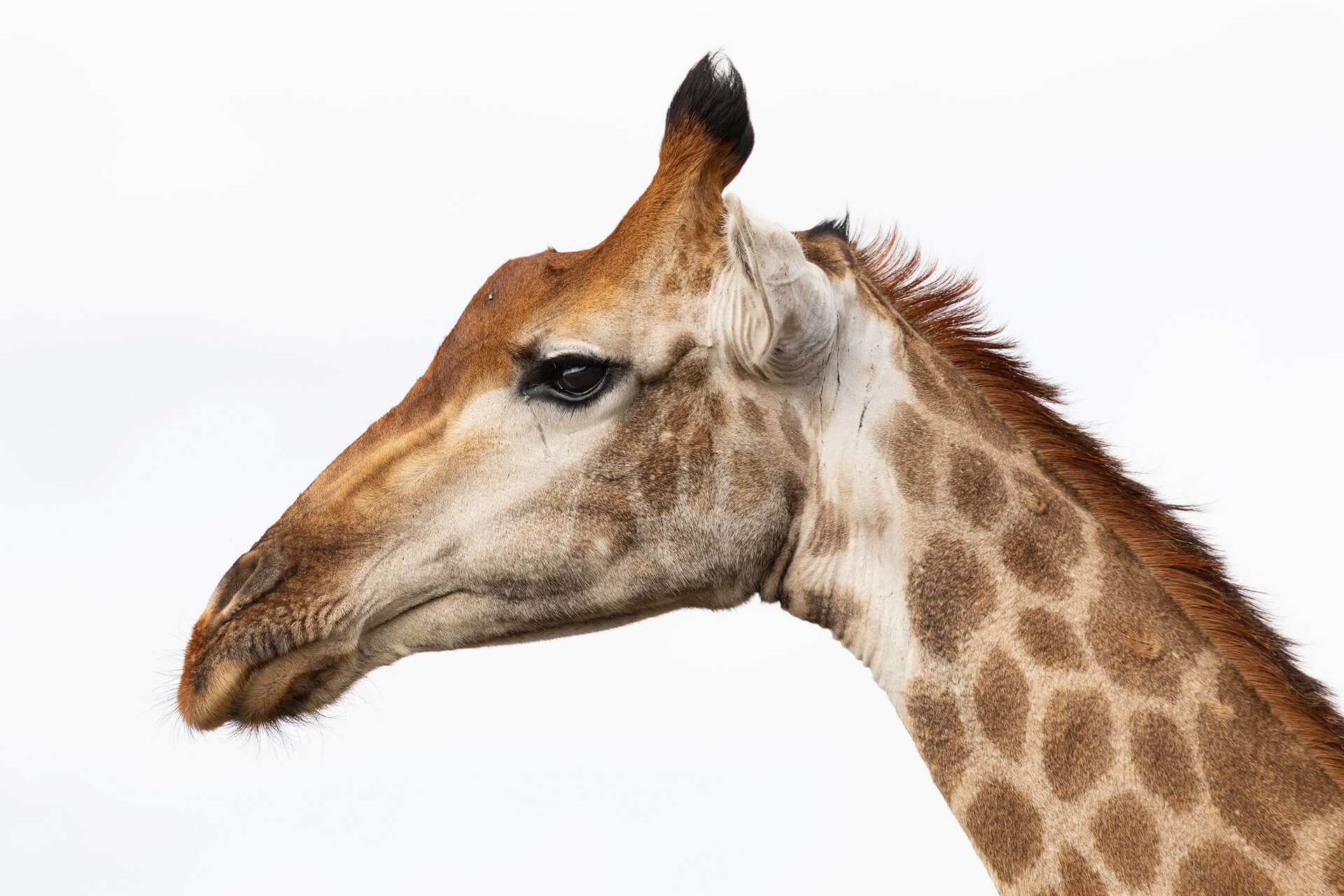 Cape giraffe, Kruger National Park, South Africa