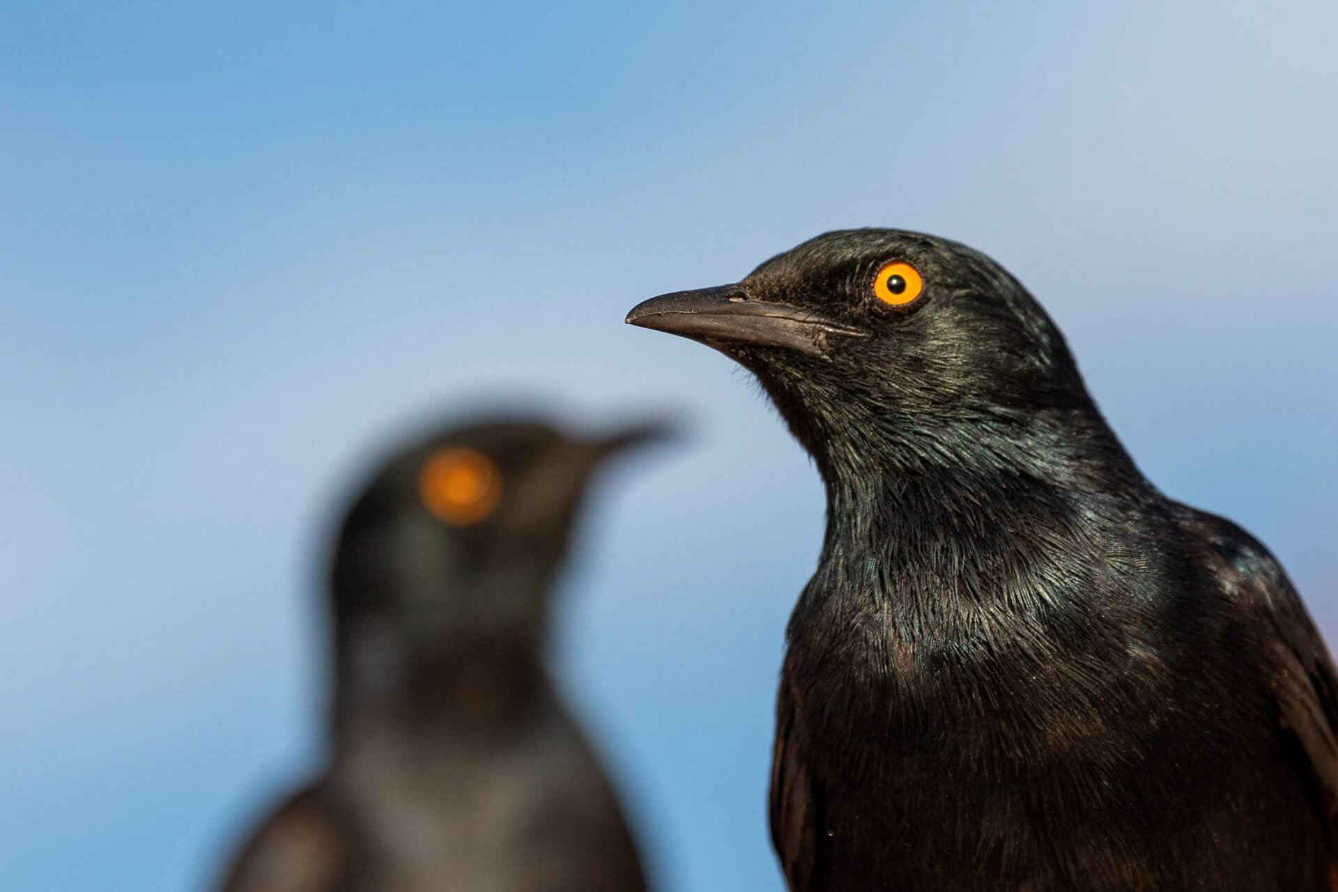 Pale-winged starling, Twyfelfontein, Namibia