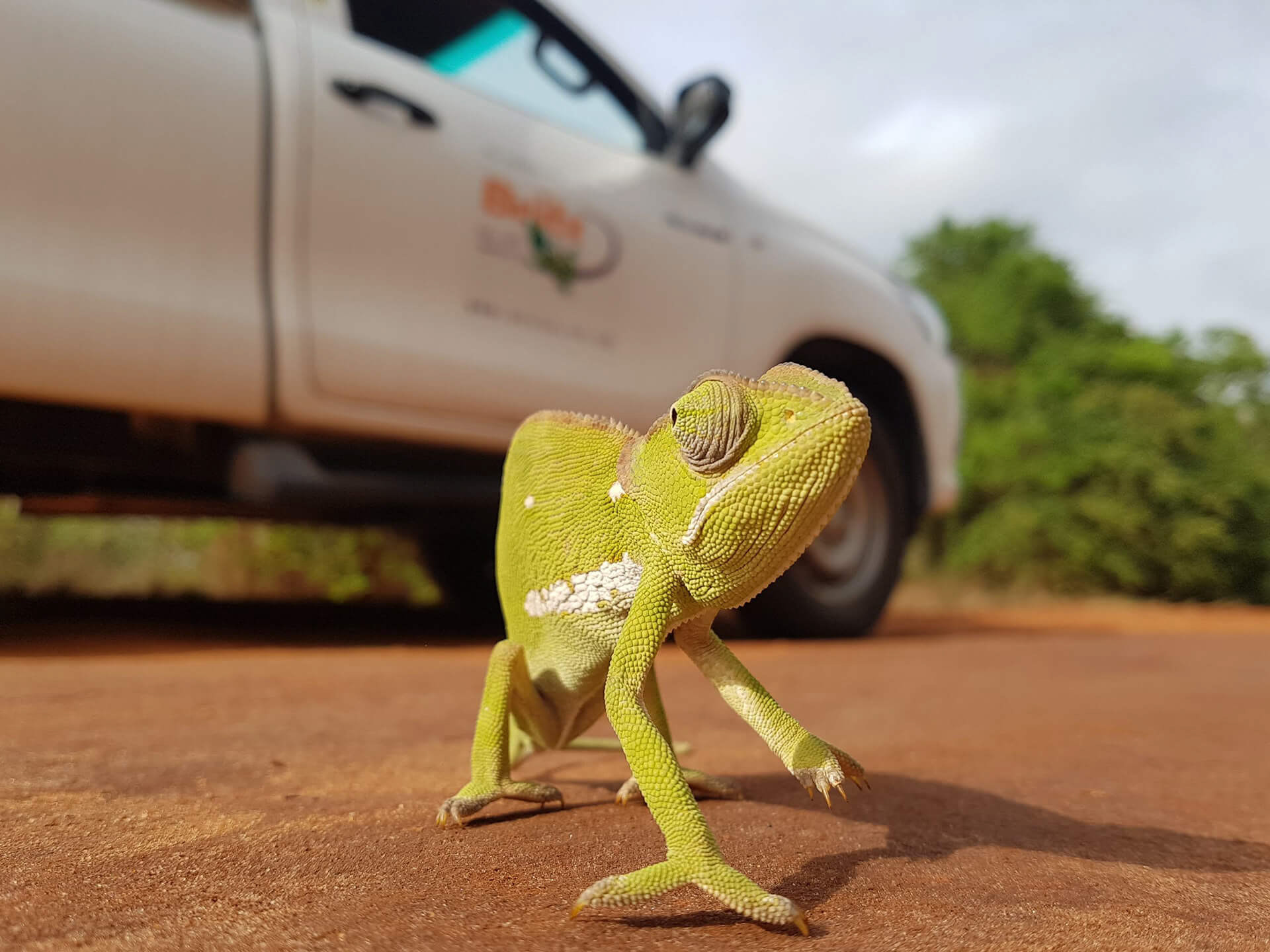 Flap-necked chameleon in front of a Toyota 4x4 single cab, Mozambique