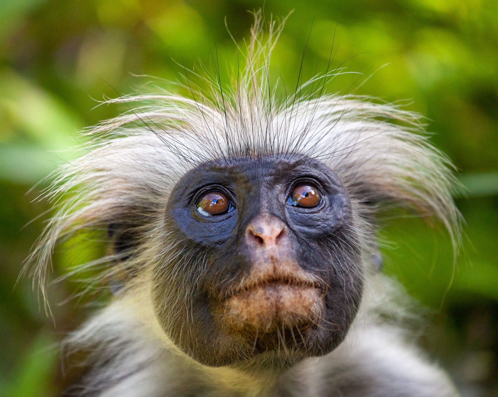 Zanzibar red colobus (Procolobus kirkii), Tanzania