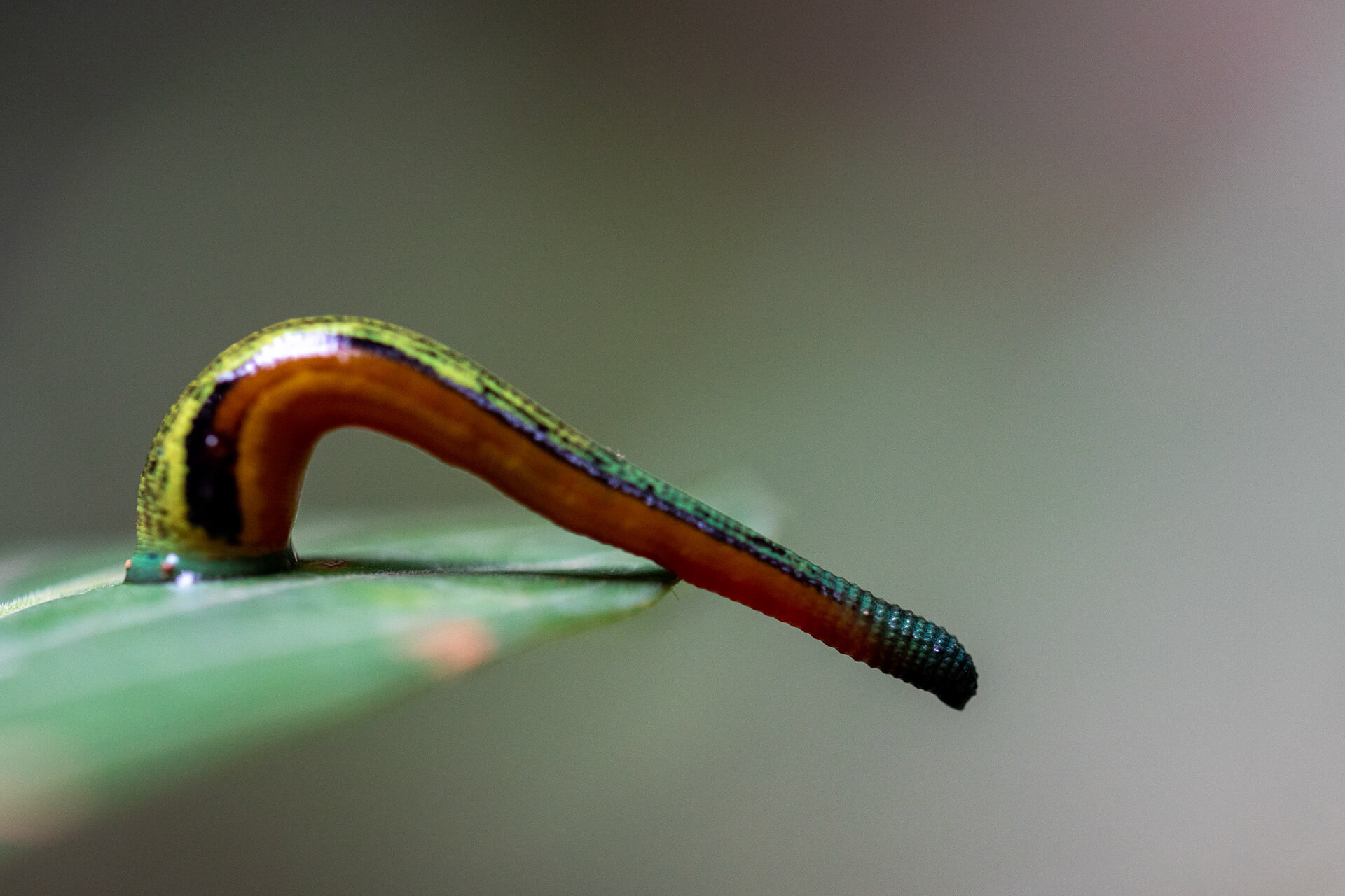 Tiger leech (haemadipsa picta), Maliau Basin, Sabah, Borneo, Malaysia