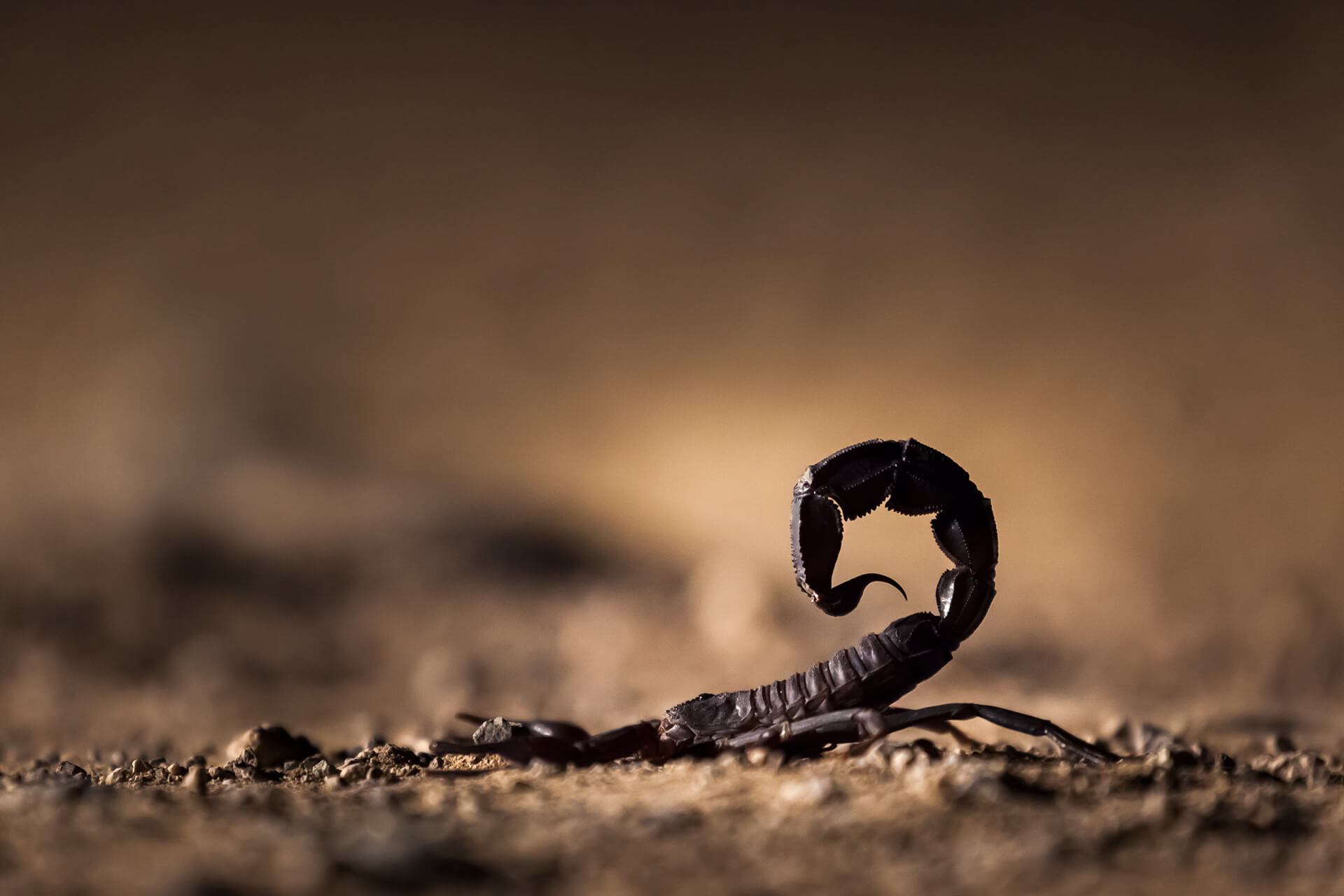 Arabian fat-tailed scorpion (Androctonus crassicauda), Kashan, Iran