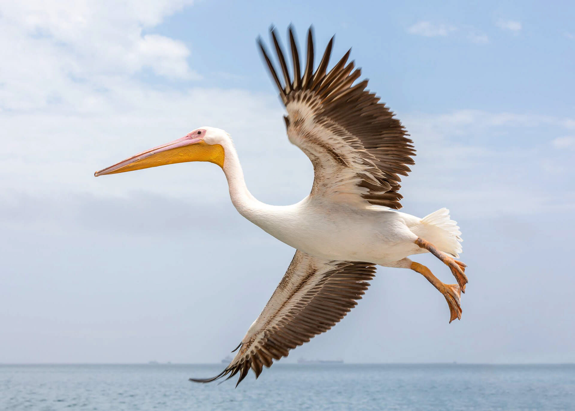 Great white pelican, Walvis Bay, Namibia