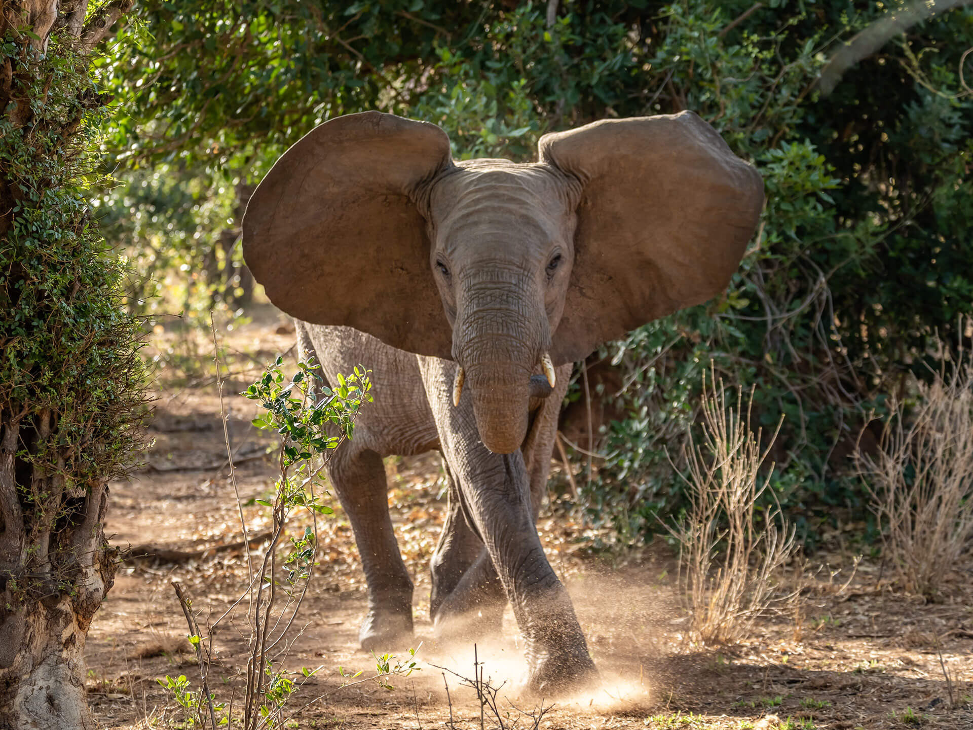 Charging young elephant bull, Gonarezhou National Park, Zimbabwe