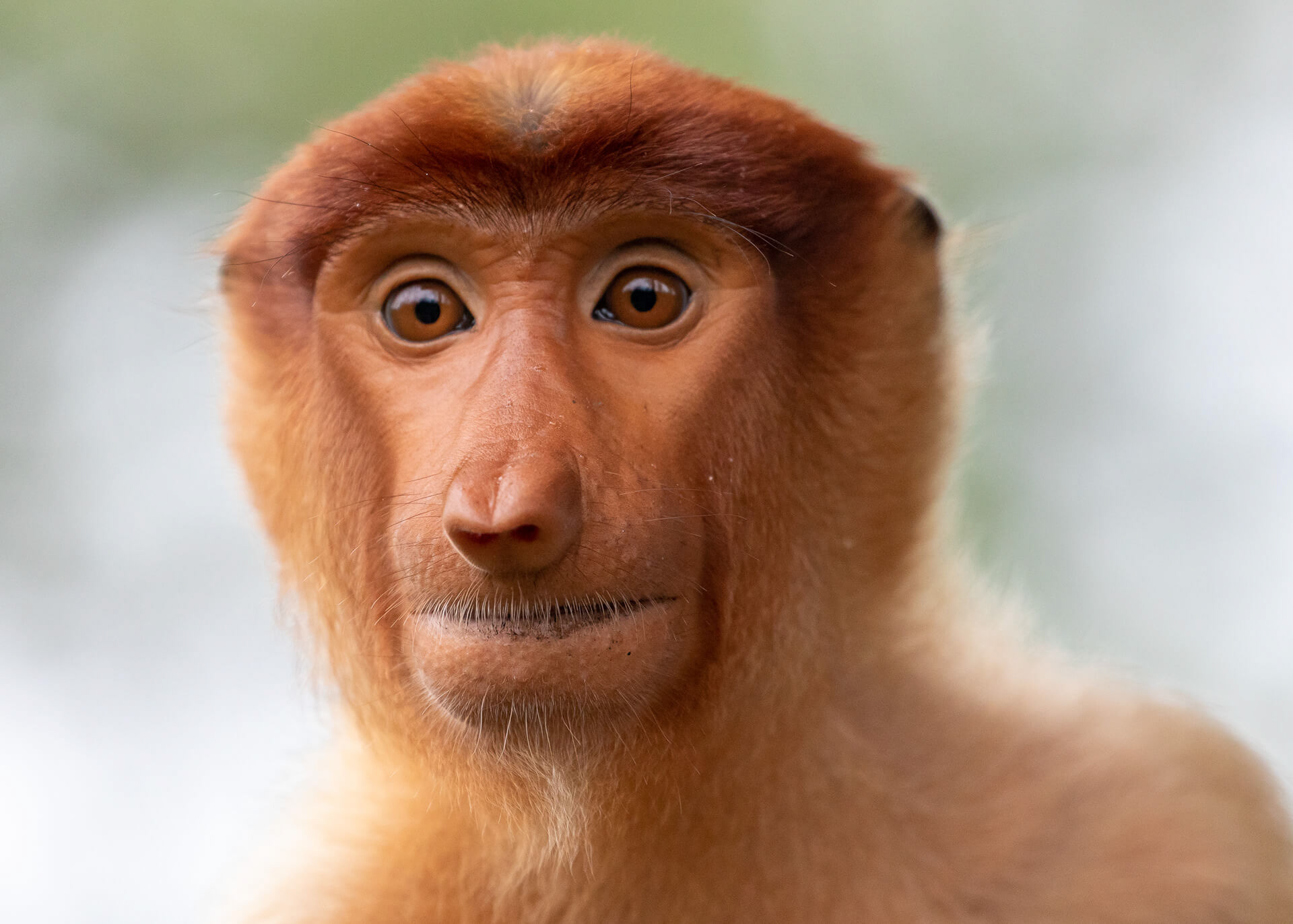 Portrait of a female proboscis monkey, Labuk Bay, Borneo, Malaysia