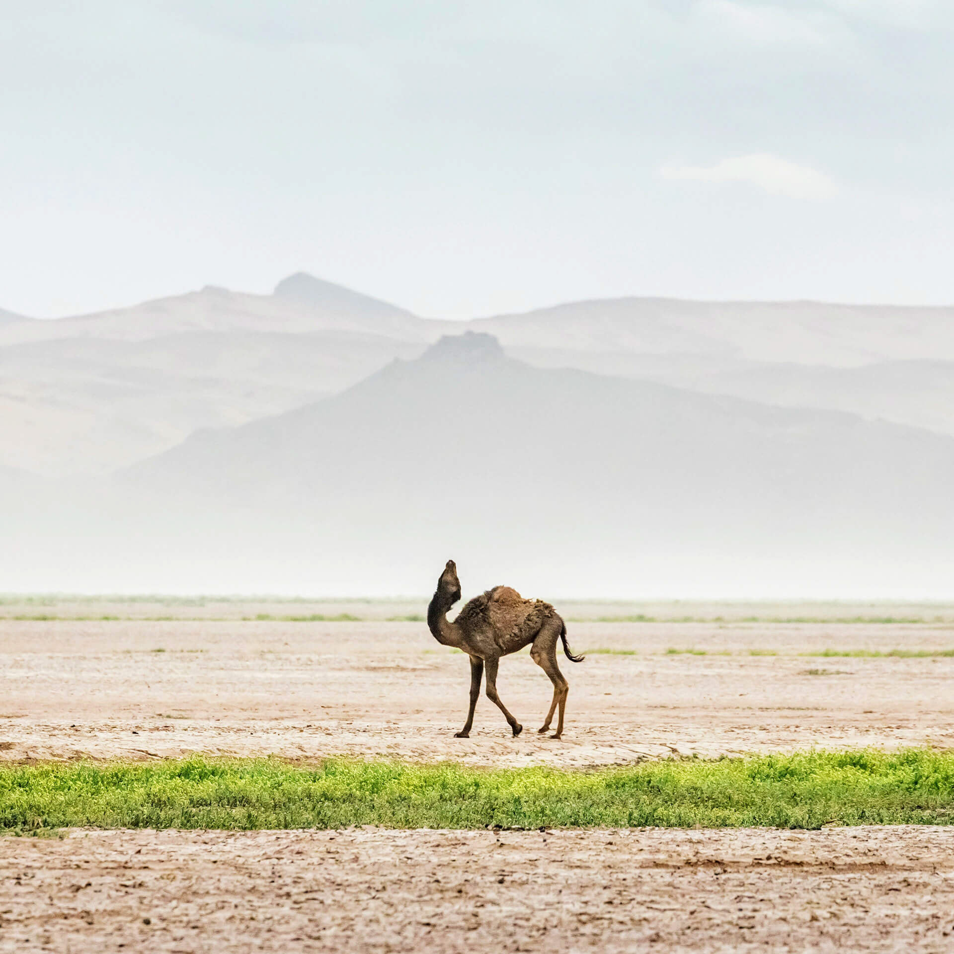 Dromedary camel, Morocco