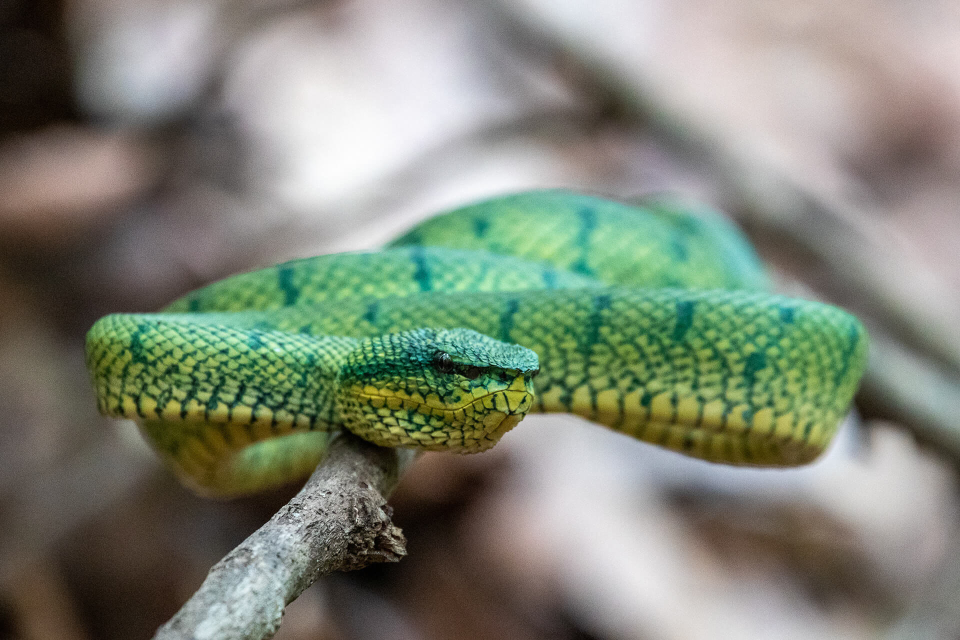 Green viper restring on a branch, Tunku Abdul Rahman Park, Malaysia