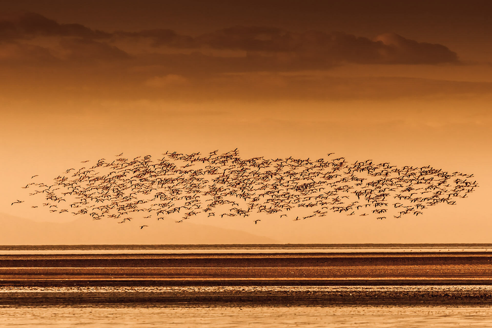 Flamingos over Lake Natron in the sunset, Tanzania