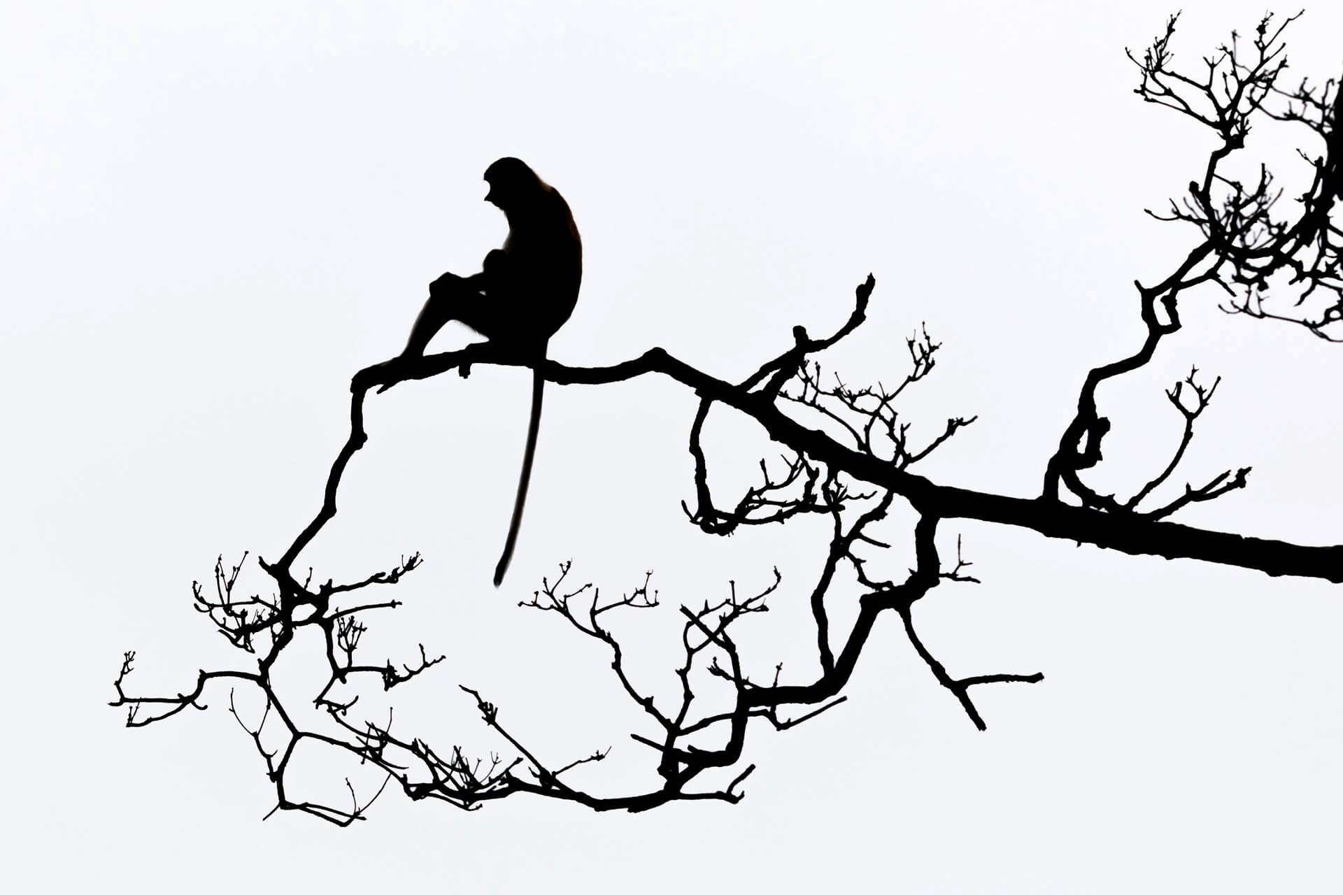 Proboscis money sitting on a brach of a tree
