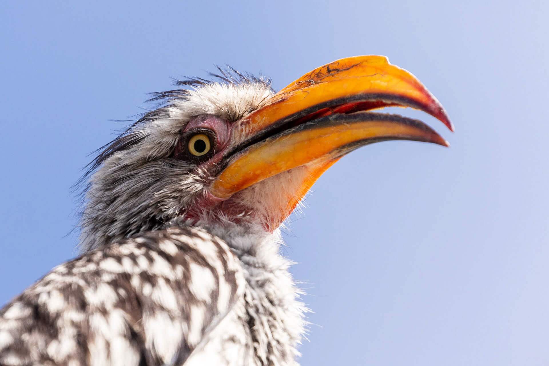 Southern yellow-billed hornbill, Etosha National Park, Namibia