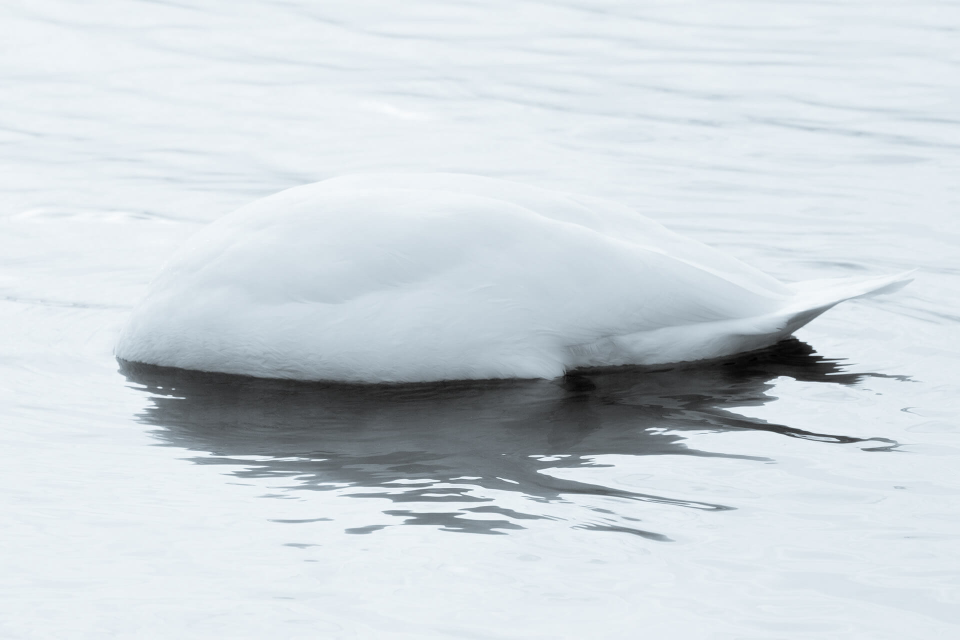 Swan with its head under the water