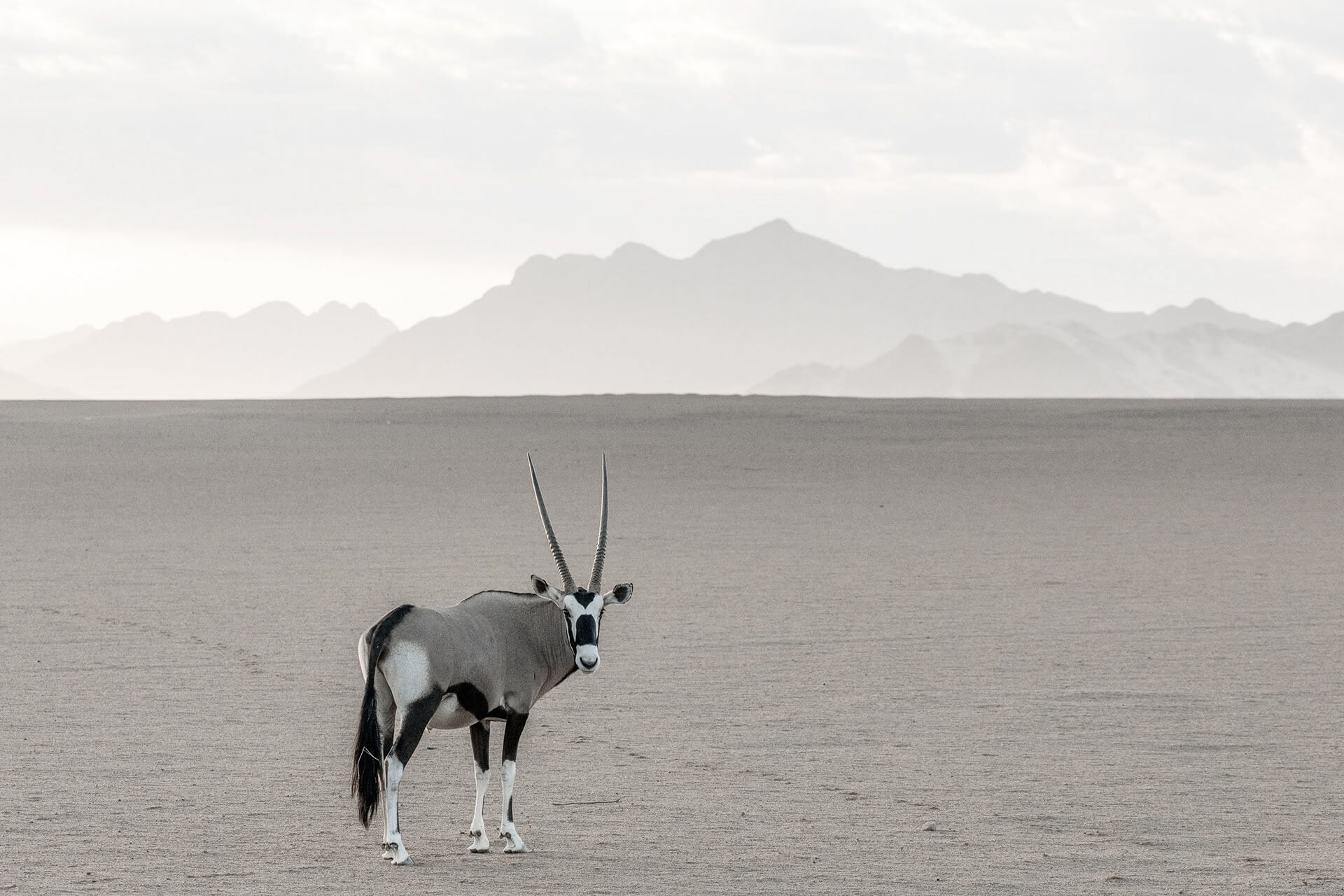 Gemsbok (oryx), Sesriem, Namibia