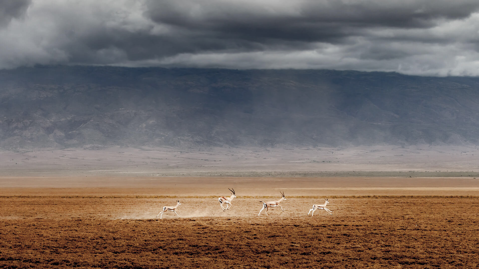 Thomson's gazelles in the Ngorongoro Conservation Area, Tanzania