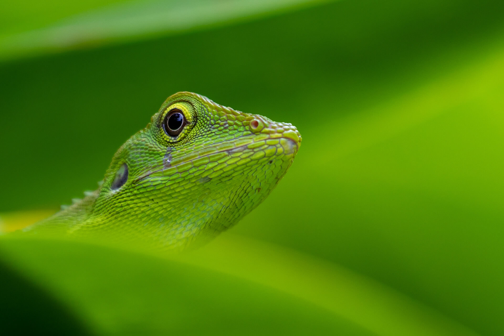 Green-crested lizard in the Sepilok Forest Research Centre, Malaysia