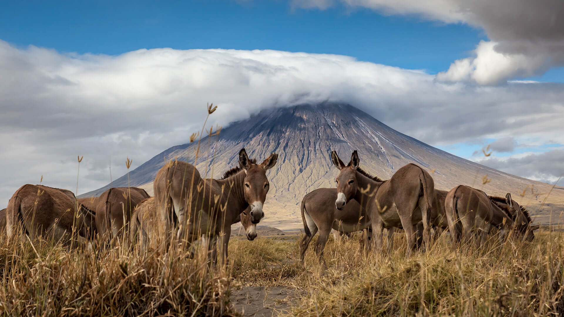 Donkeys at Mt. Ol Doinyo Lengai in the Ngorongoro Conservation Area, Tanzania