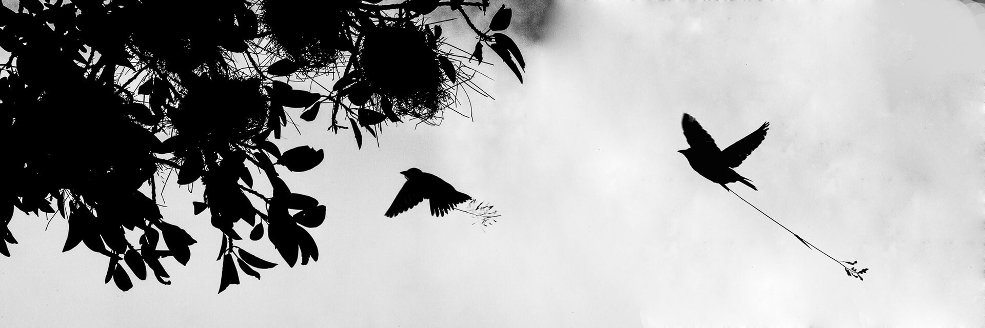Silhouette of two Tanganyika masked weavers, Tanzania
