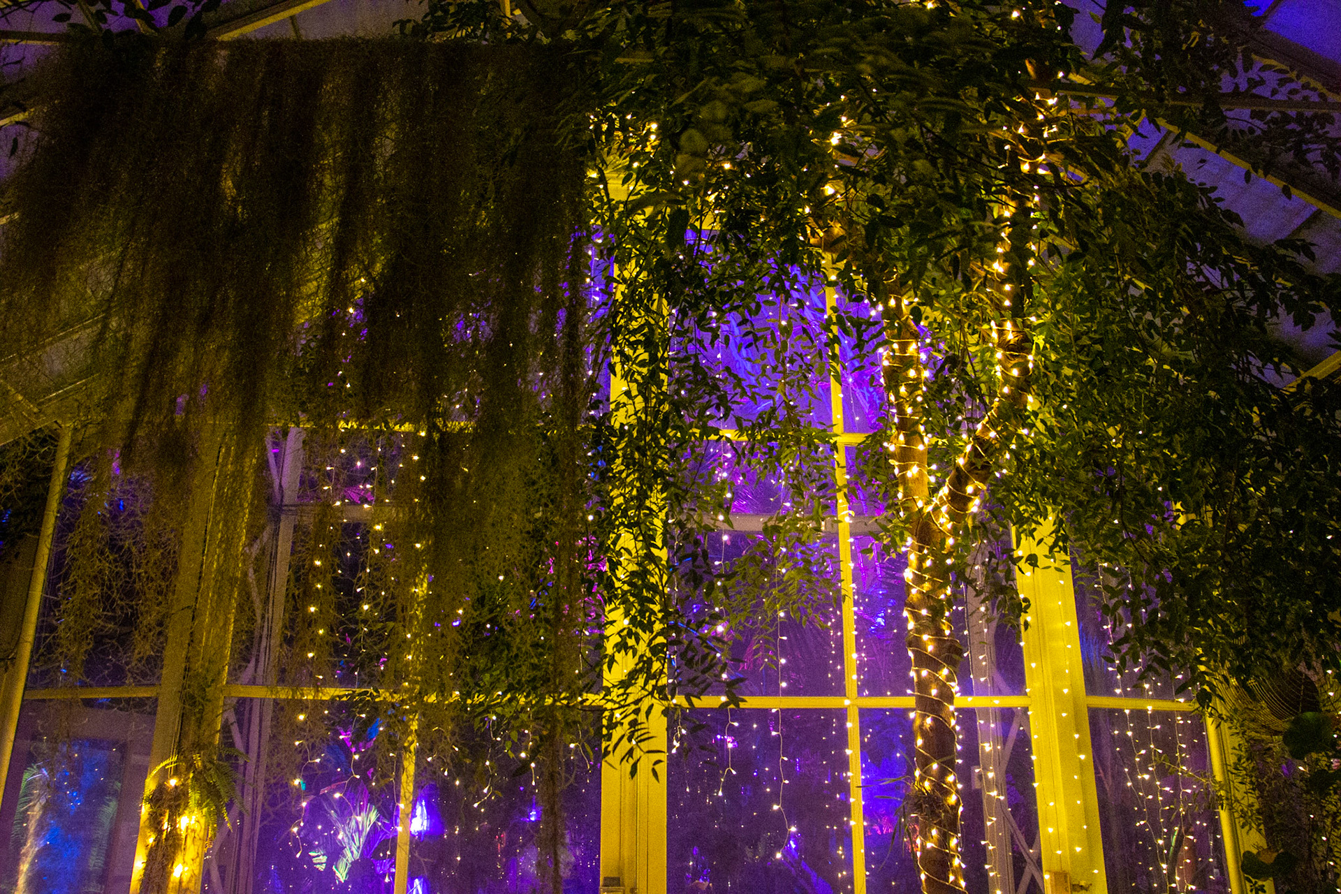 Botanical Gardens Night Lights, Buffalo NY.