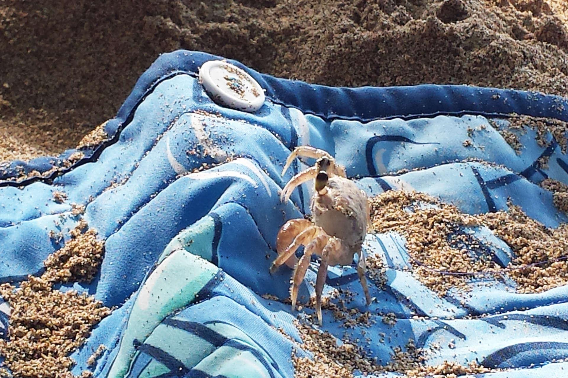 Crab on my towel, Waialea Bay, HI.