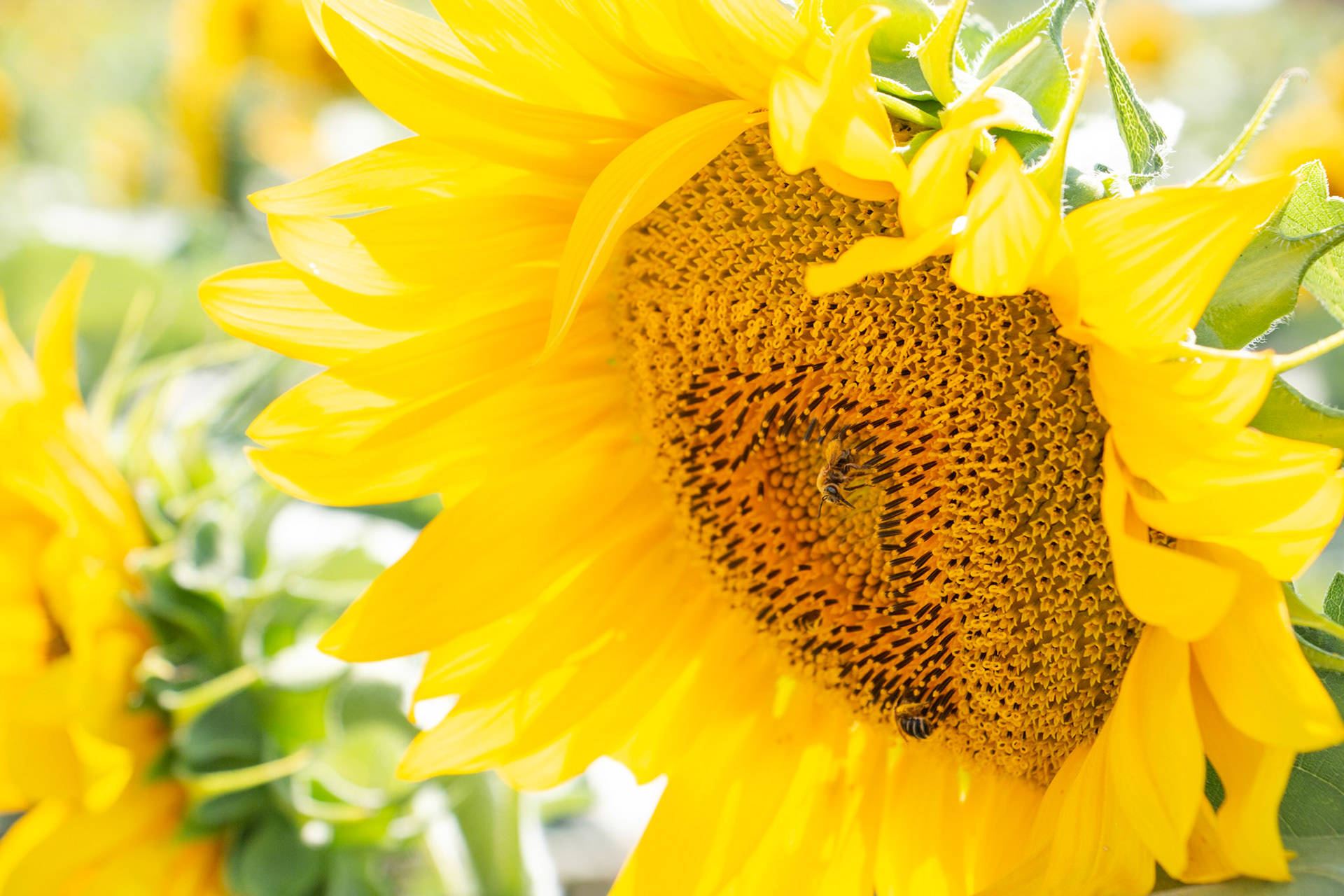 Wedding ceremony, Sunflowers of Sanborn, NY.