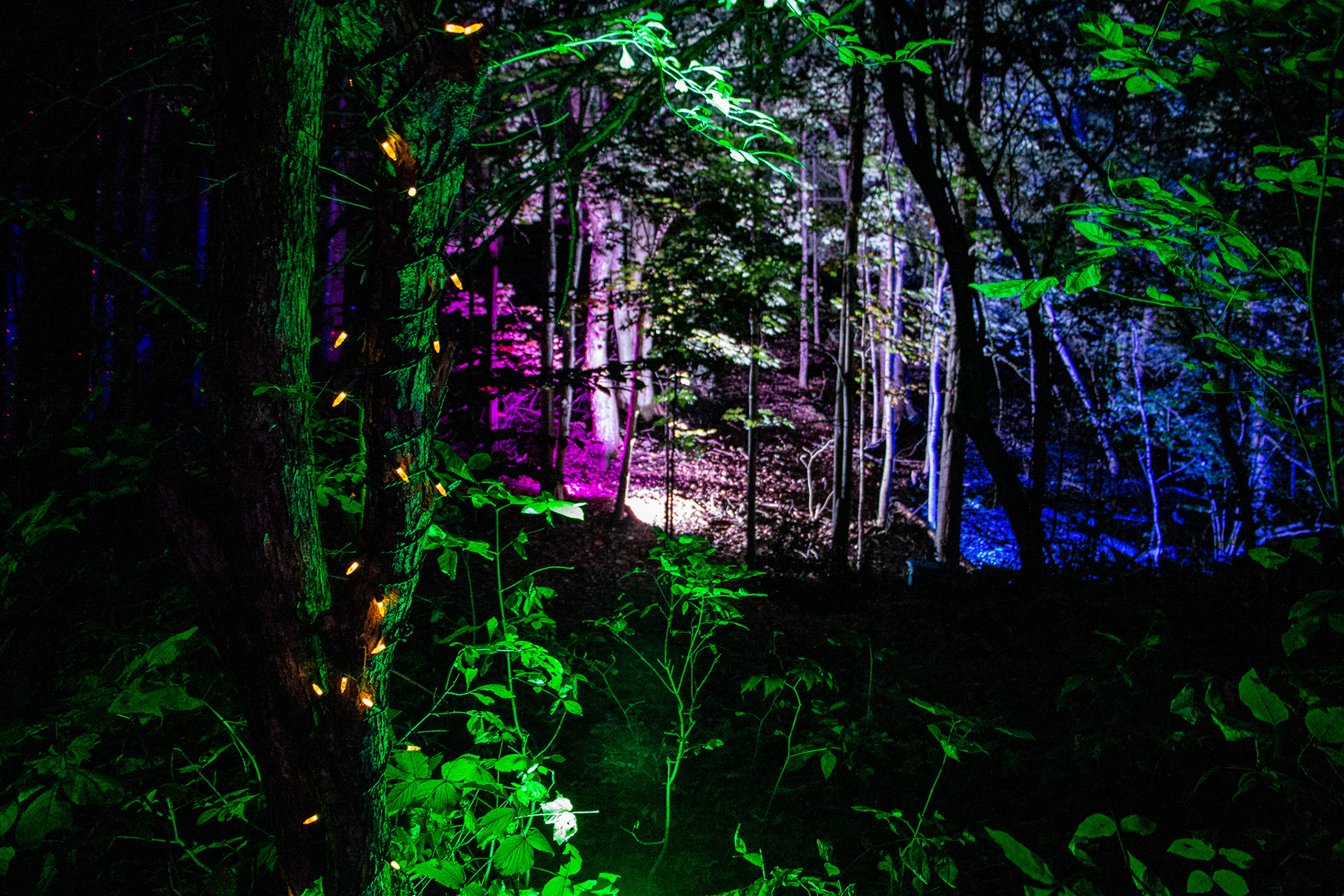 Night Lights at Griffis Sculpture Park, East Otto NY.