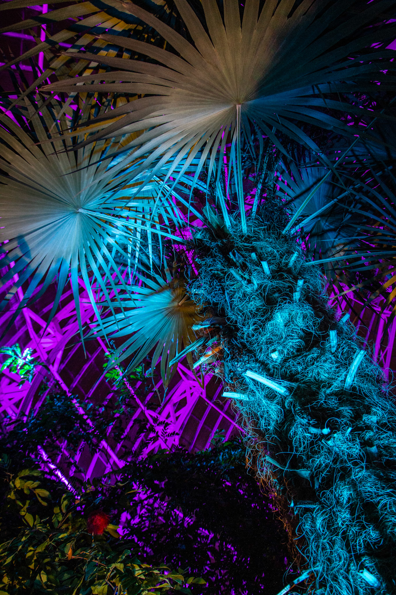 Botanical Gardens Night Lights, Buffalo NY.