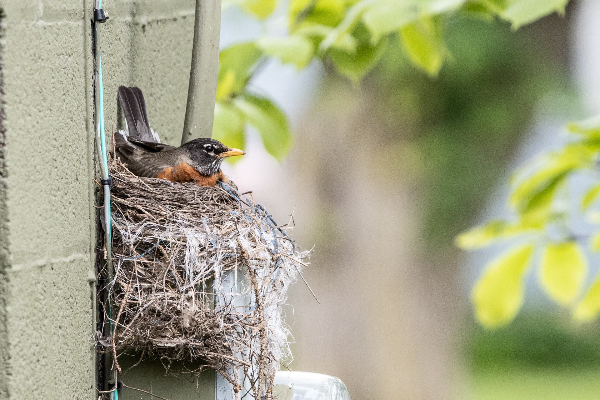 Robin in her nest.