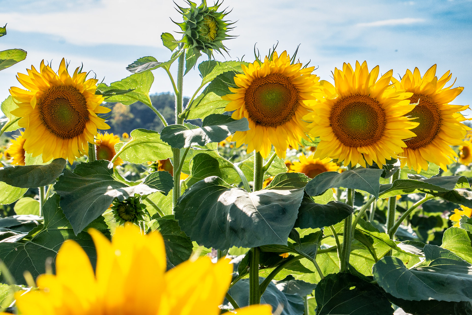 Wedding ceremony, Sunflowers of Sanborn, NY.