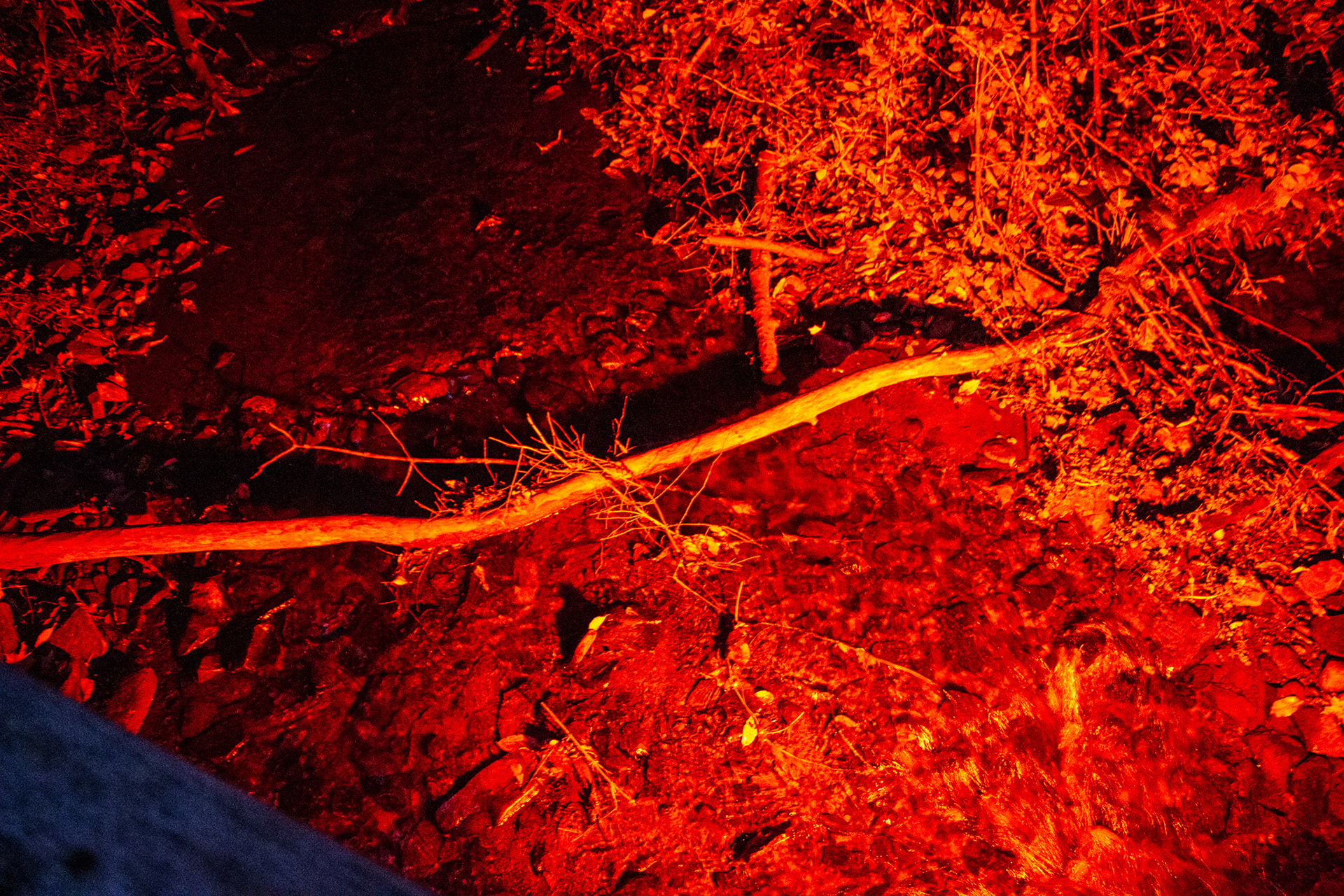 The creek at Night Lights at Griffis Sculpture Park, East Otto NY.
