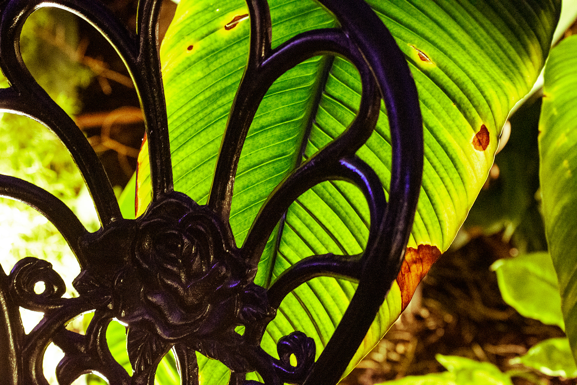 Botanical Gardens Night Lights, Buffalo NY.