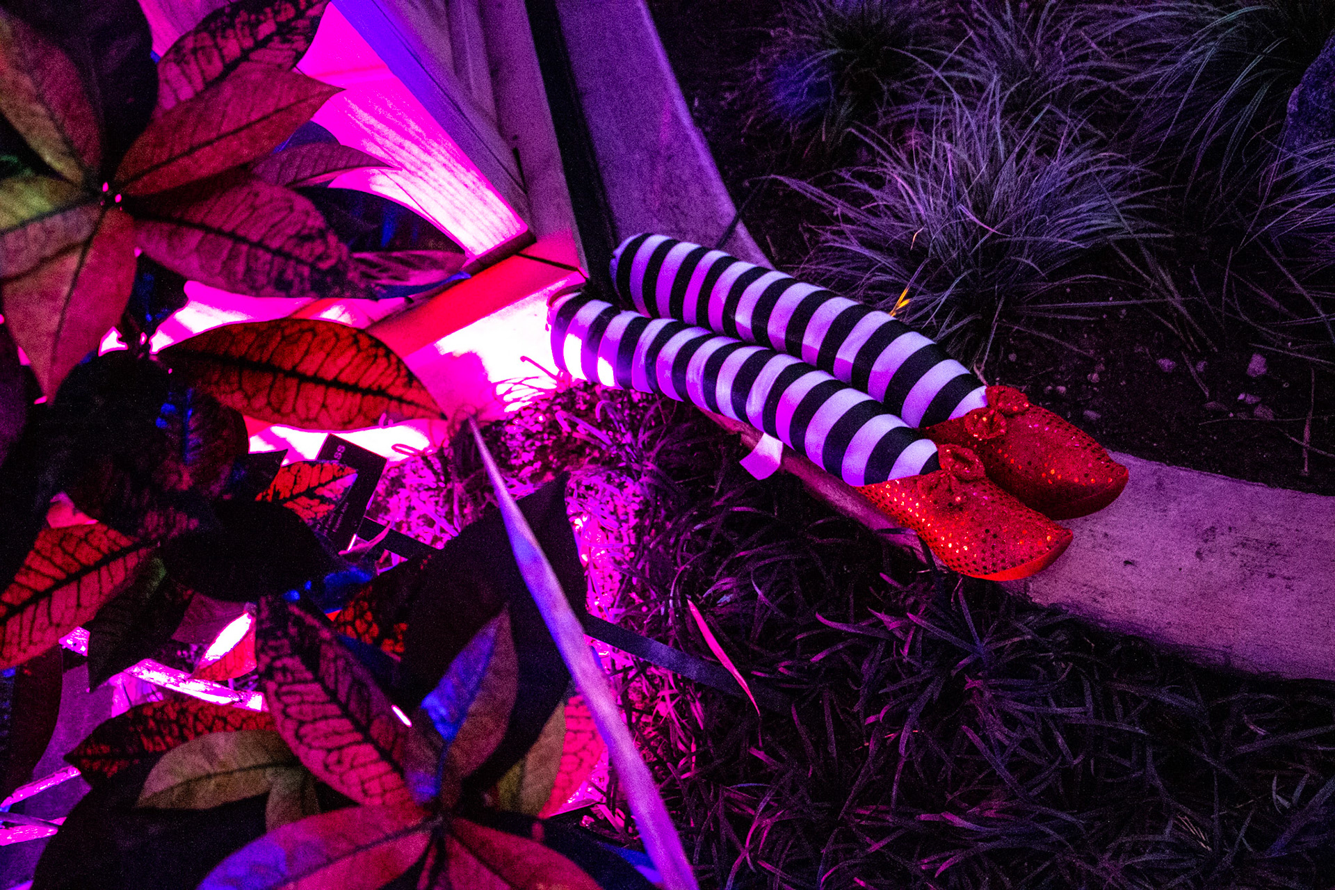 Botanical Gardens Night Lights, Buffalo NY.