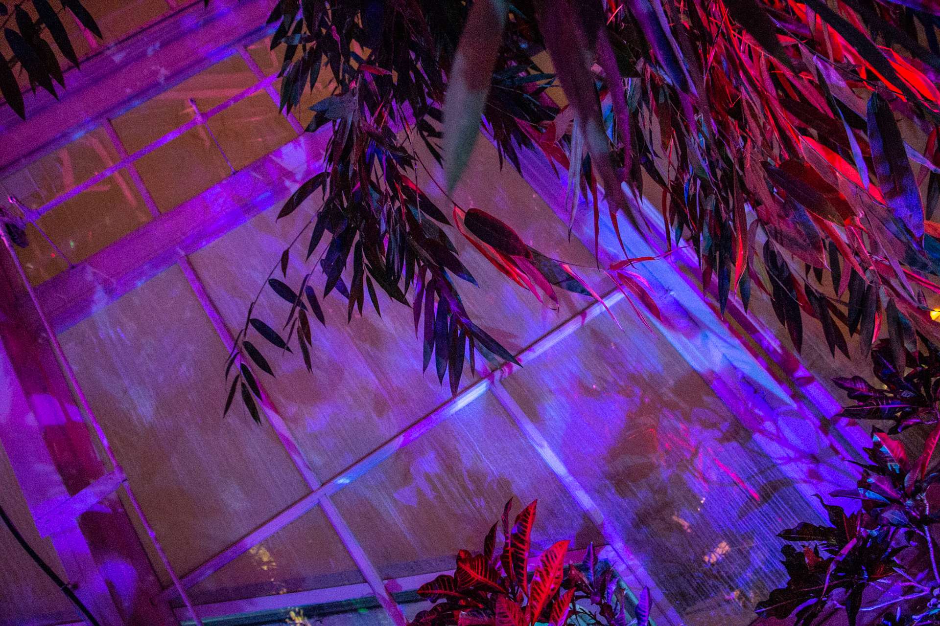 Botanical Gardens Night Lights, Buffalo NY.