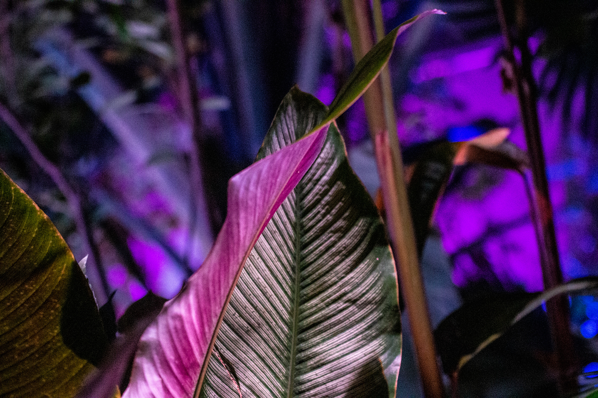 Botanical Gardens Night Lights, Buffalo NY.