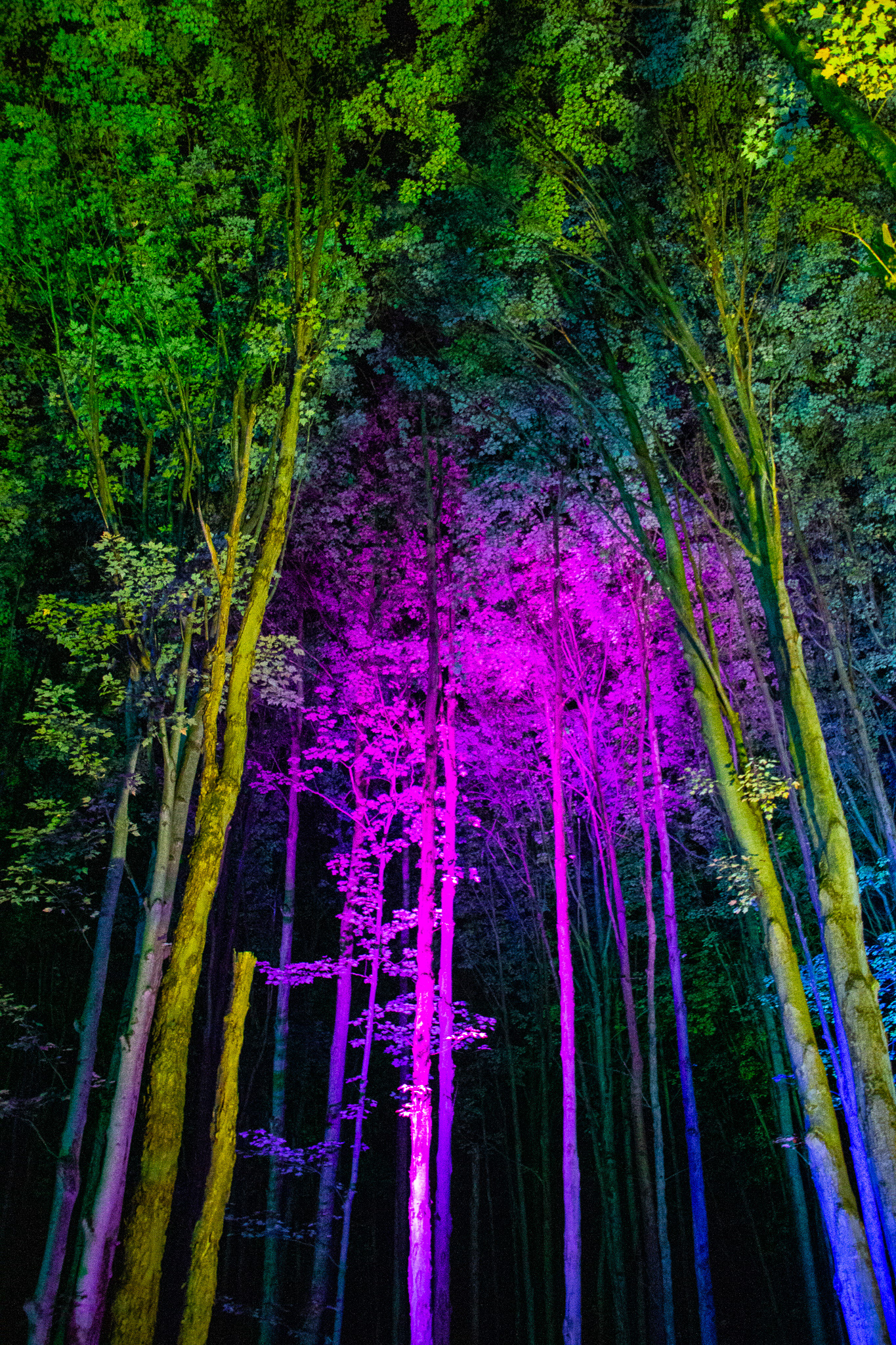 Night Lights at Griffis Sculpture Park, East Otto NY.