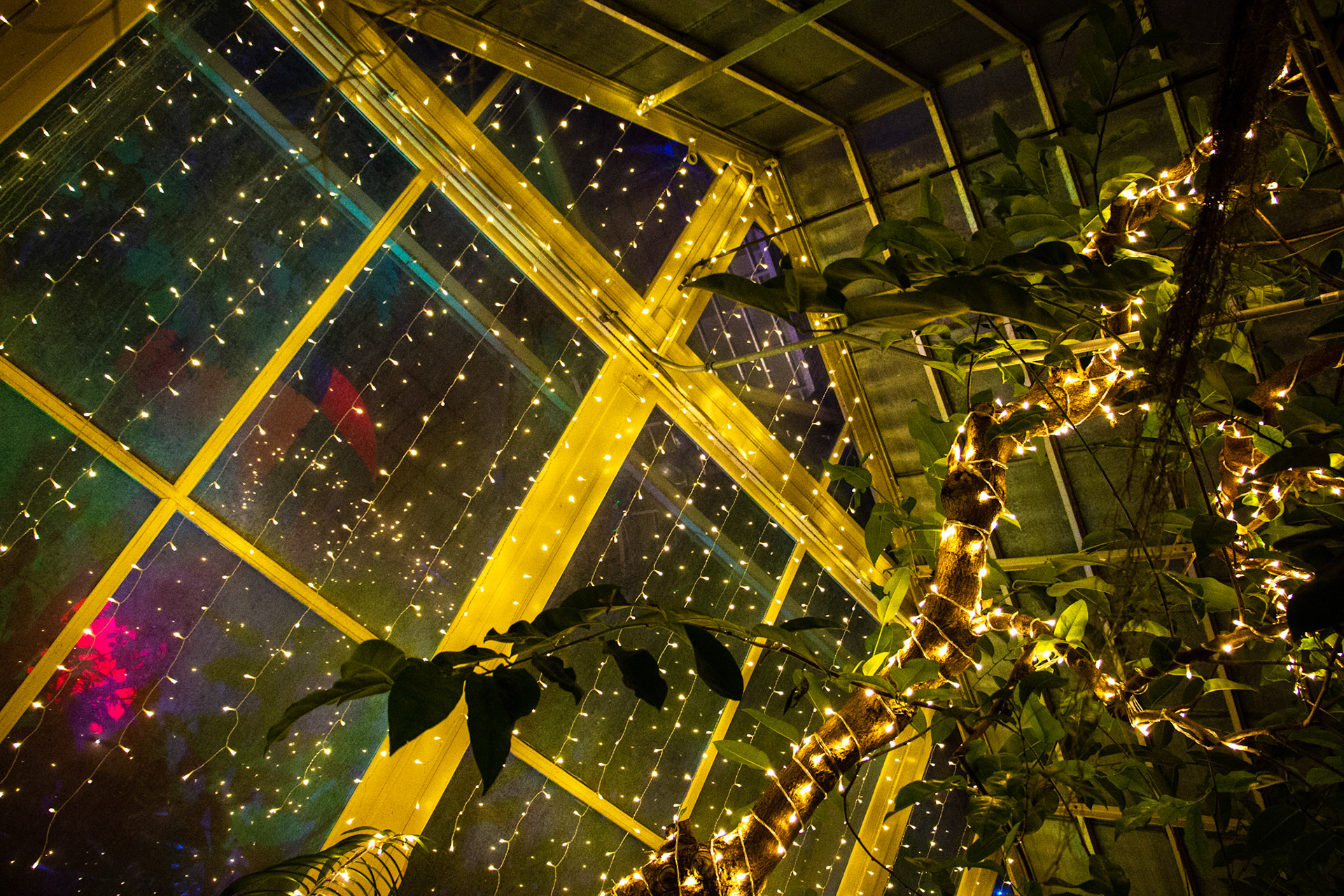 Botanical Gardens Night Lights, Buffalo NY.